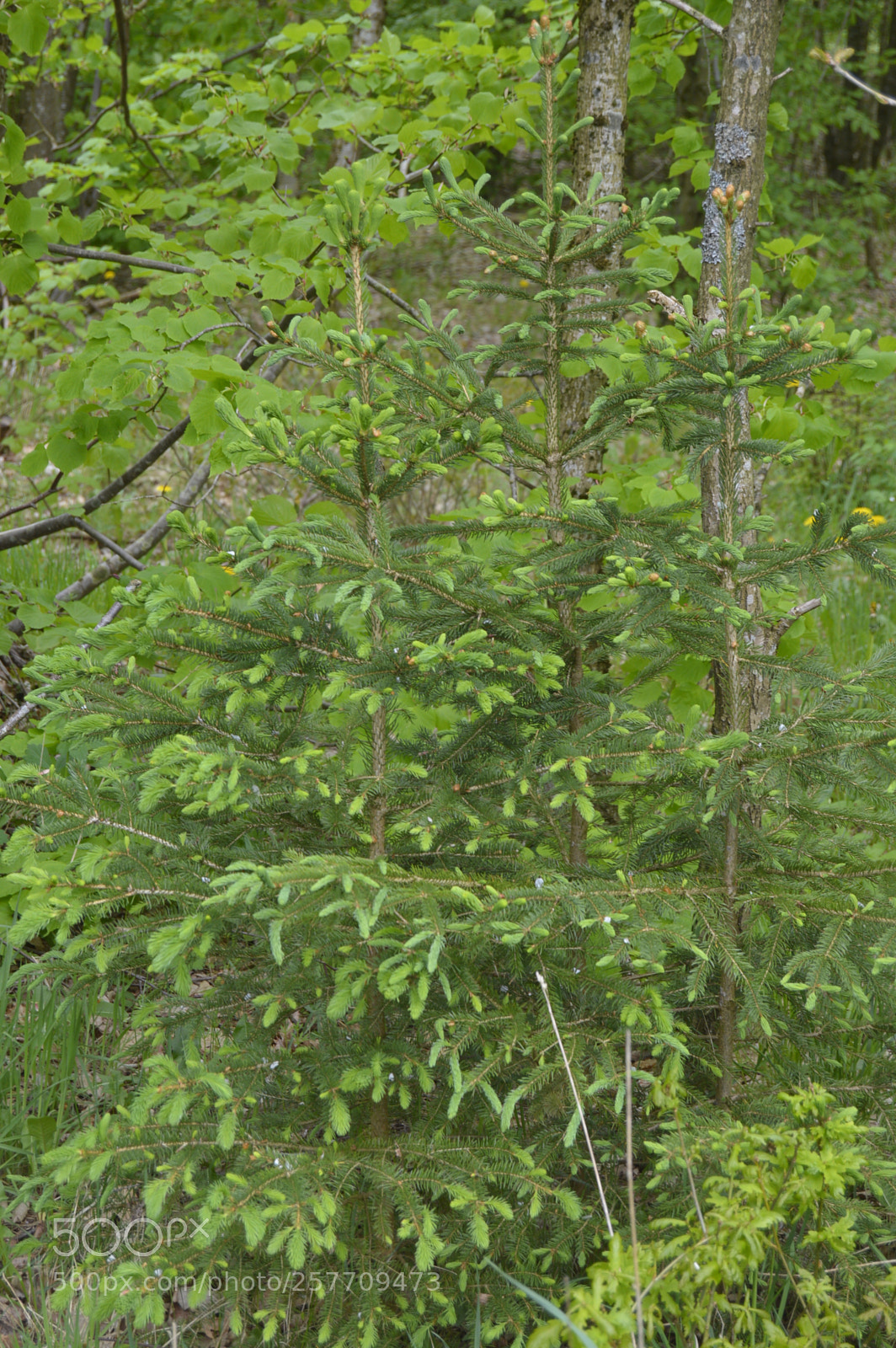 Nikon D3200 sample photo. Dansk natur photography