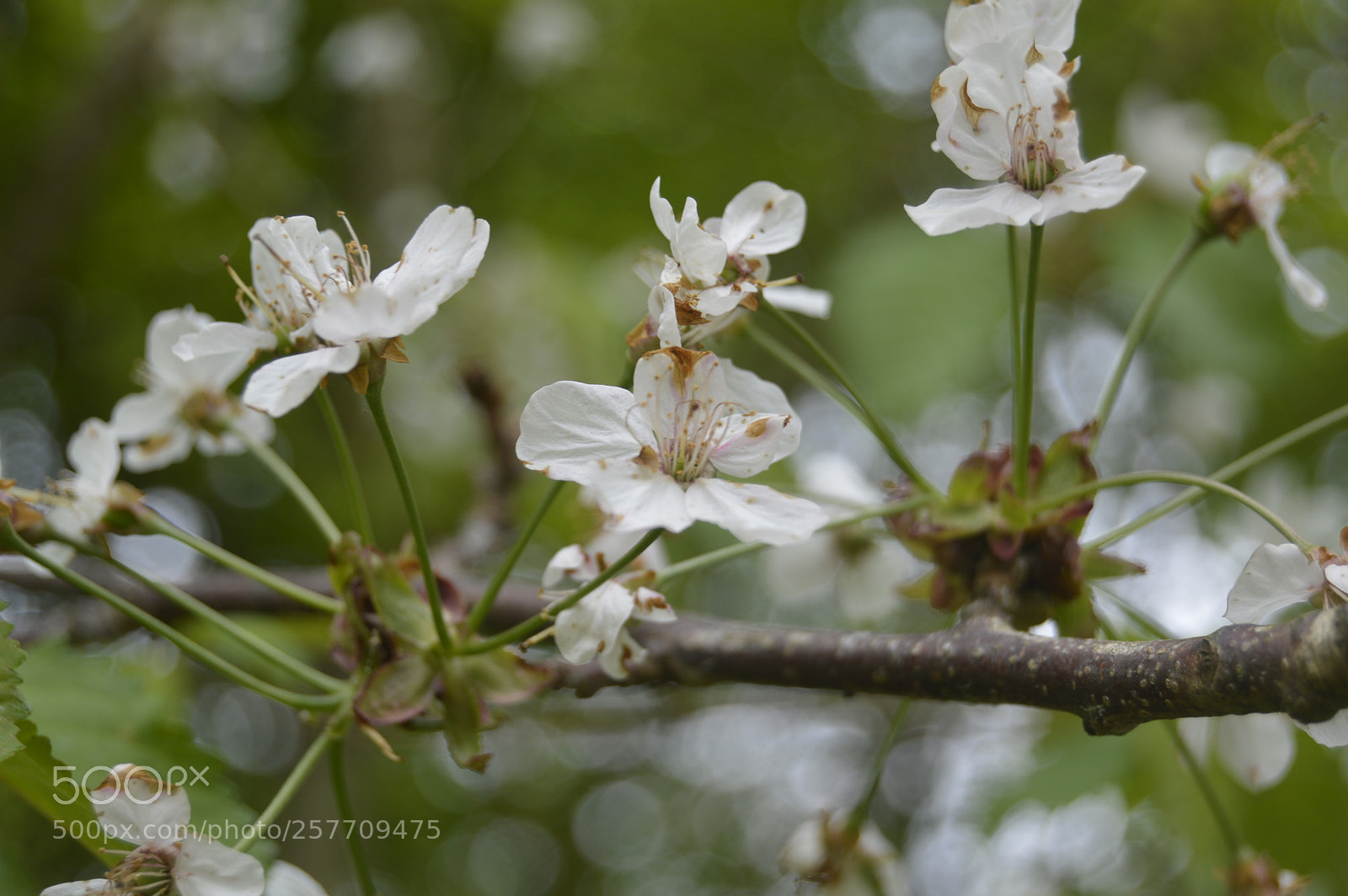 Nikon D3200 sample photo. Dansk natur photography