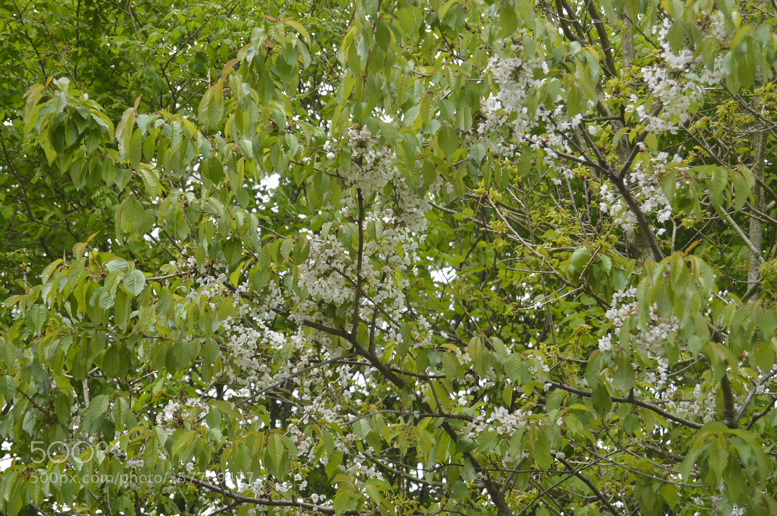 Nikon D3200 sample photo. Dansk natur photography