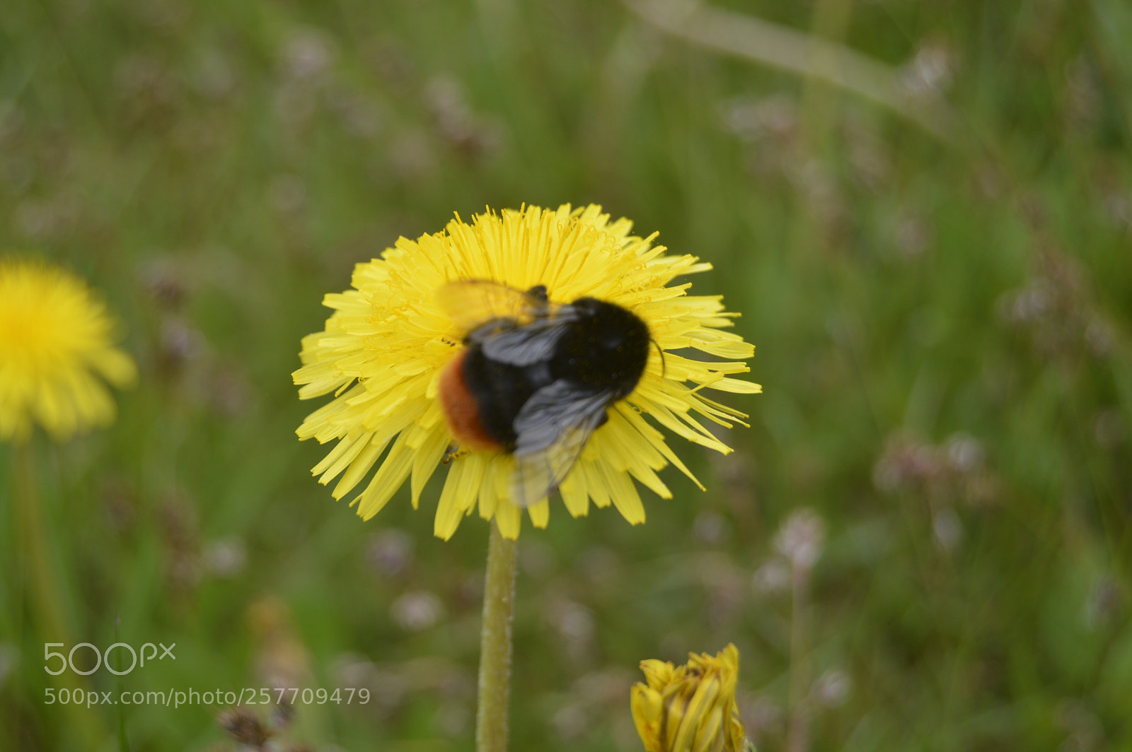 Nikon D3200 sample photo. Dansk natur photography