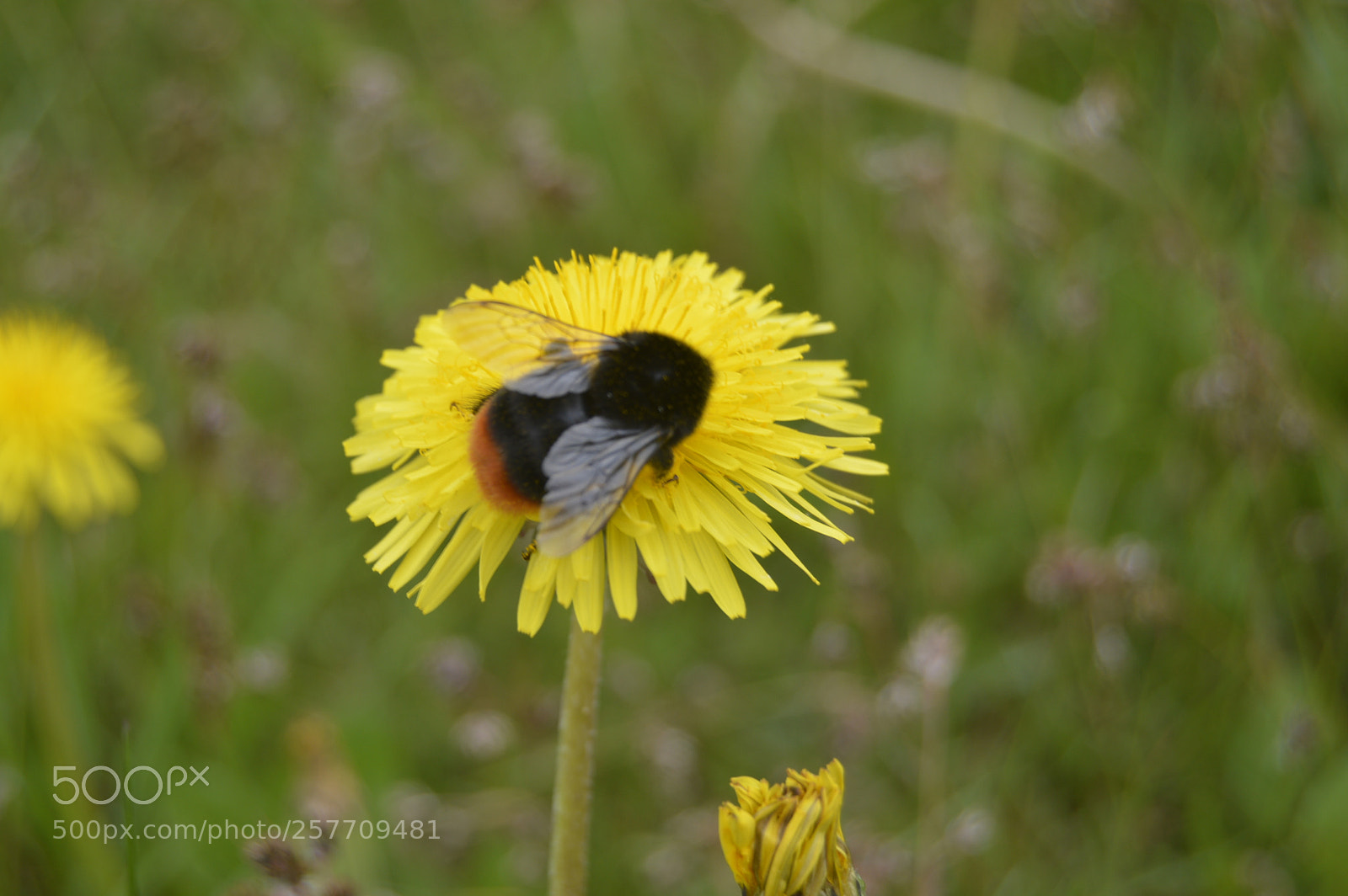 Nikon D3200 sample photo. Dansk natur photography