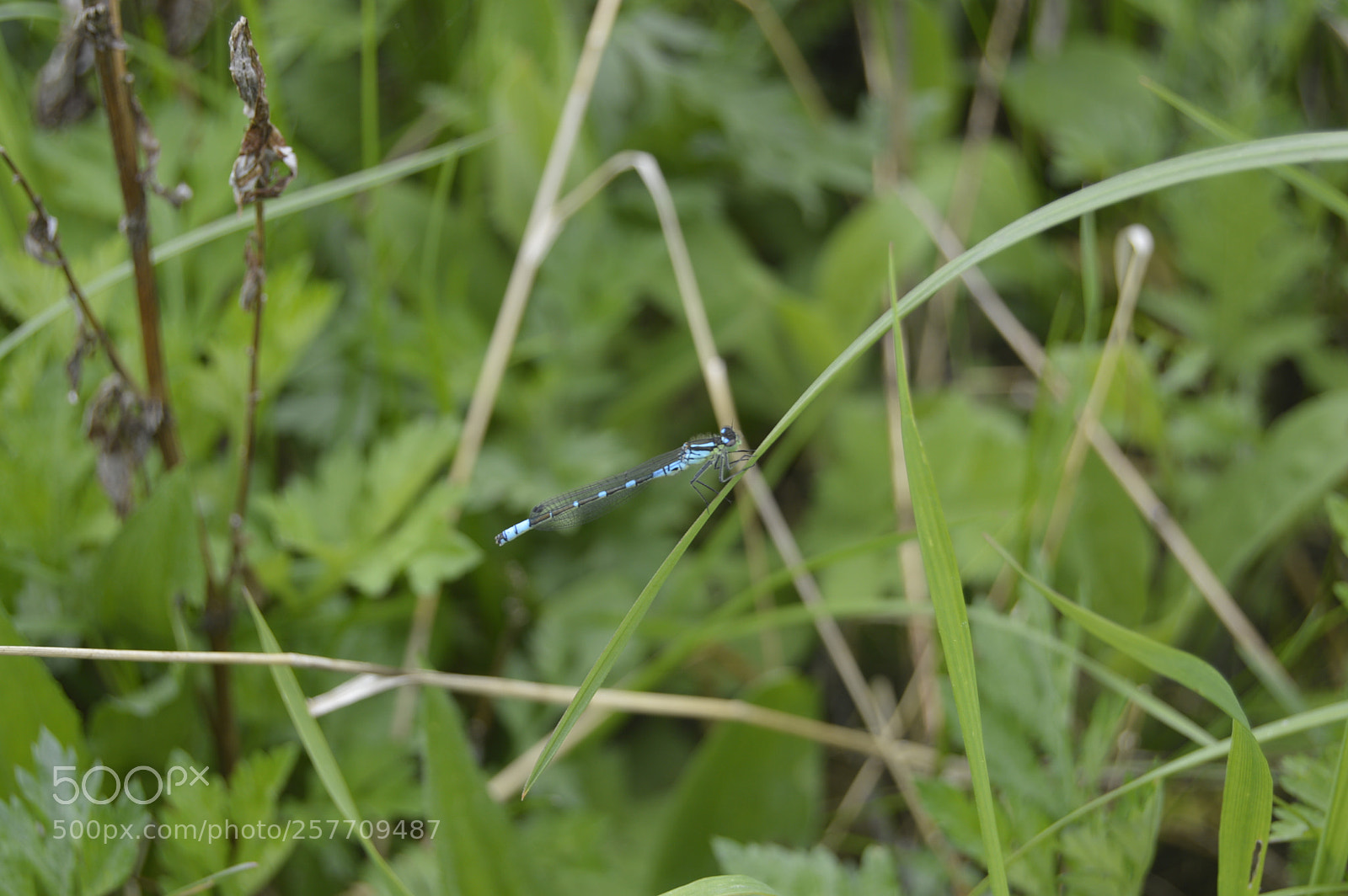 Nikon D3200 sample photo. Dansk natur photography