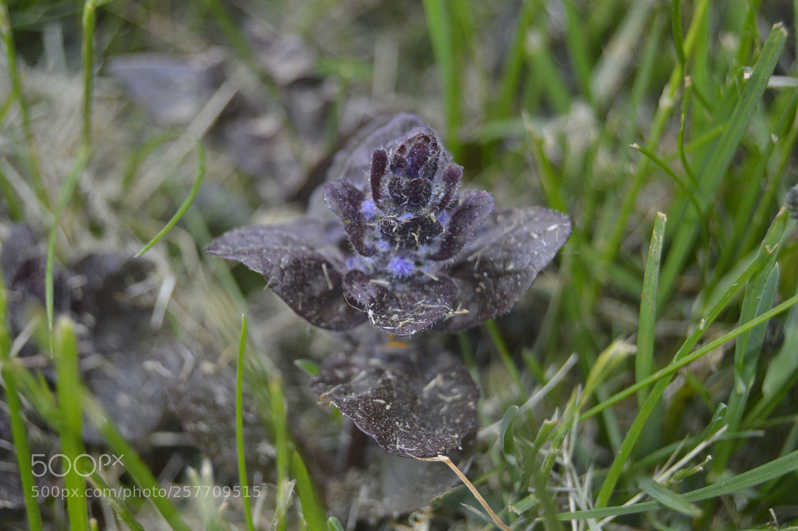 Nikon D3200 sample photo. Dansk natur photography