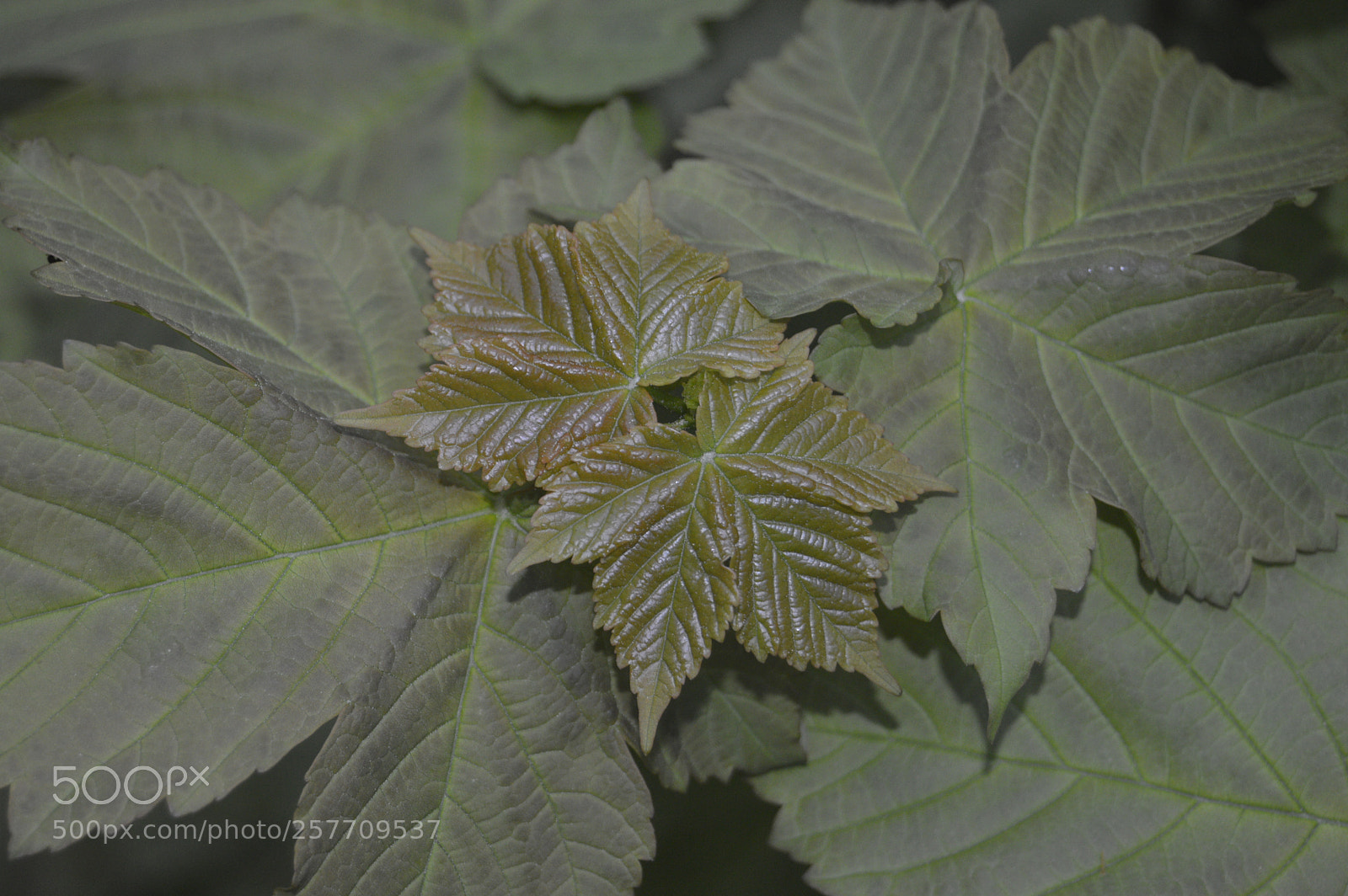 Nikon D3200 sample photo. Dansk natur photography