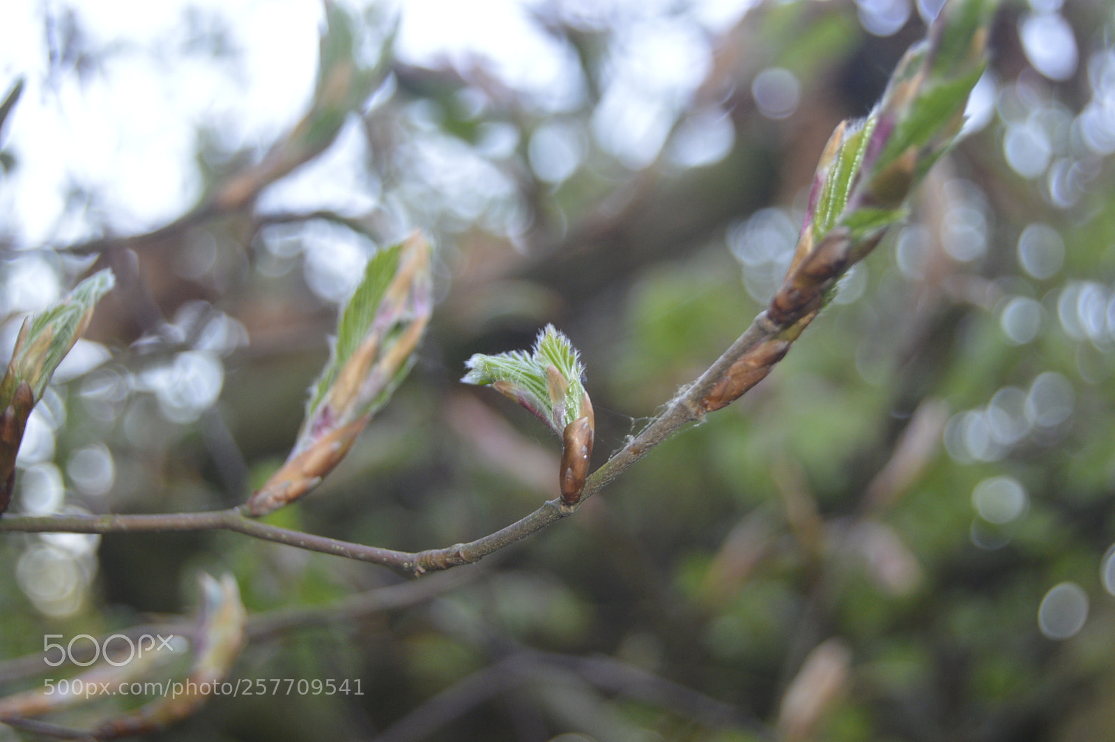 Nikon D3200 sample photo. Dansk natur photography