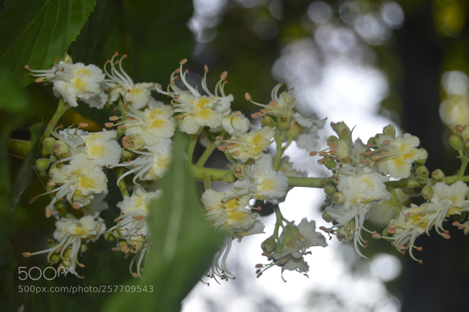 Nikon D3200 sample photo. Dansk natur photography