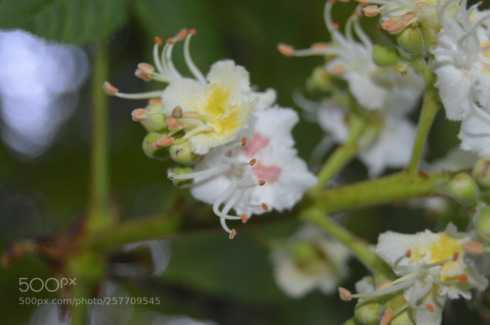 Nikon D3200 sample photo. Dansk natur photography