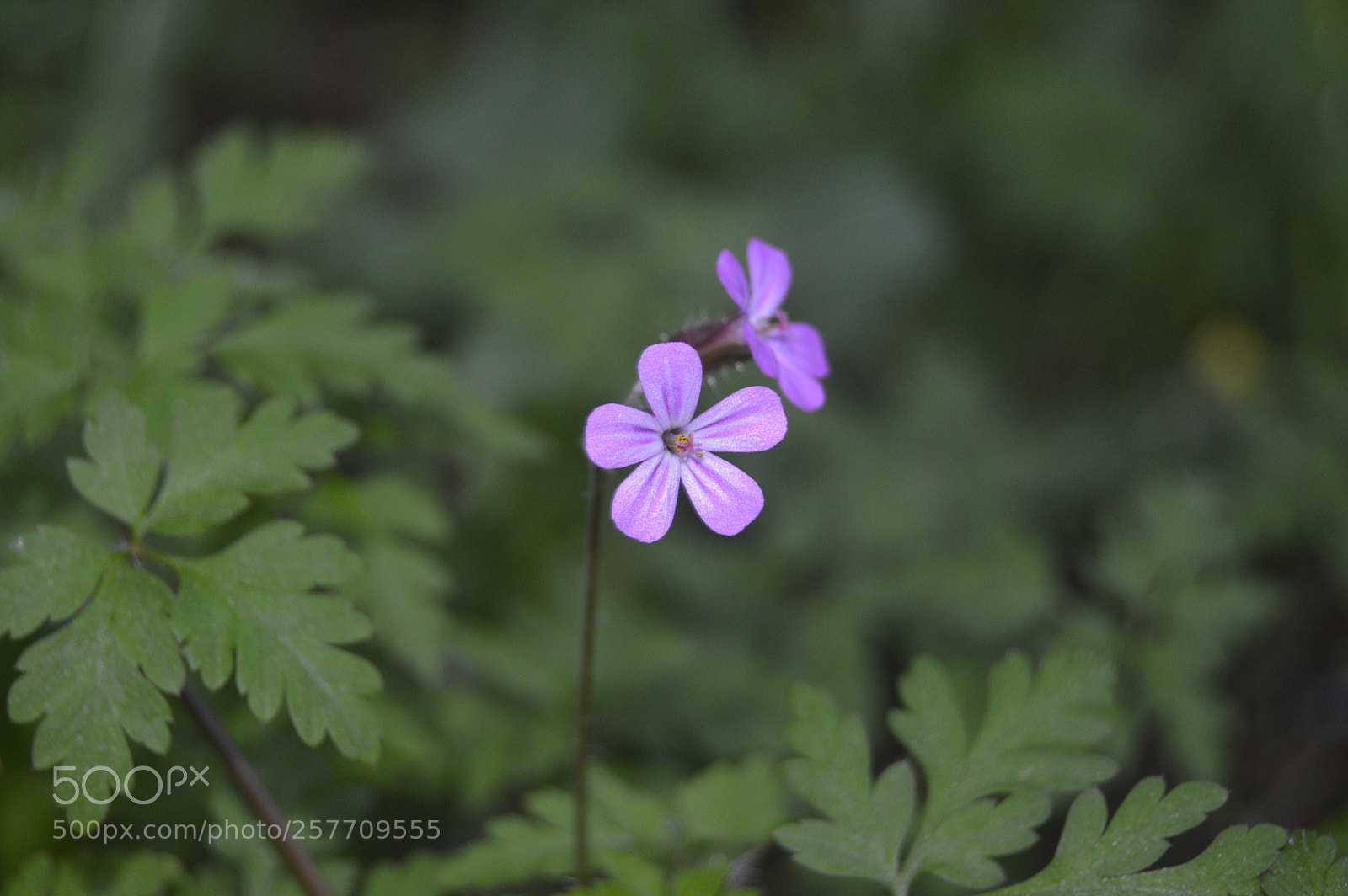 Nikon D3200 sample photo. Dansk natur photography