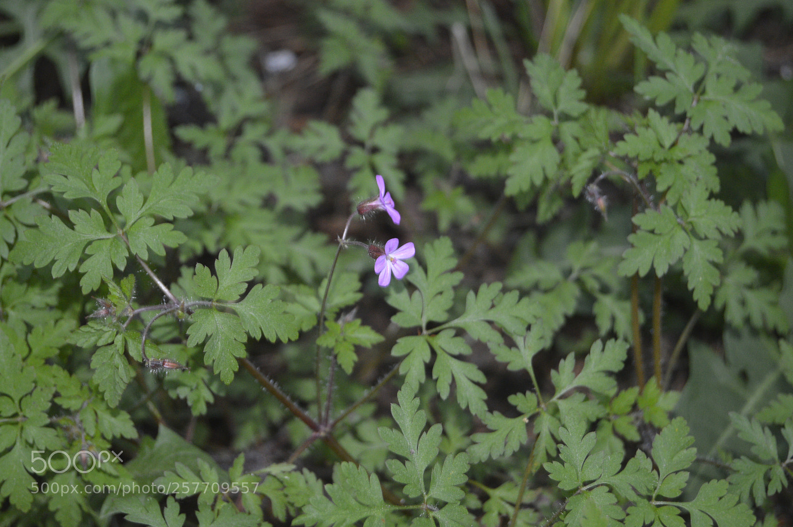 Nikon D3200 sample photo. Dansk natur photography