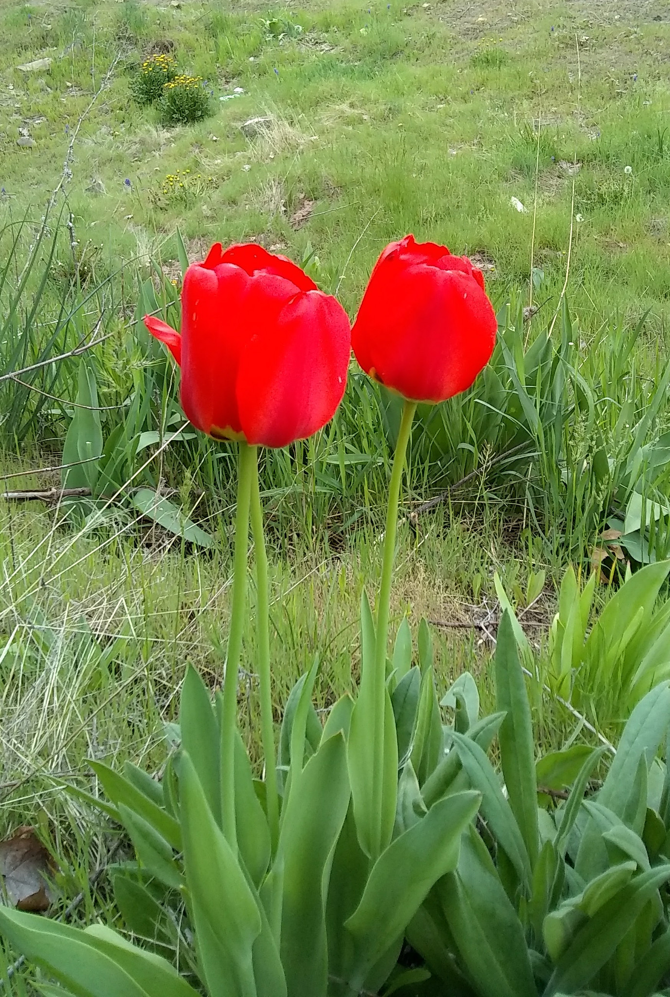 Motorola Moto E4 sample photo. 3tulips photography