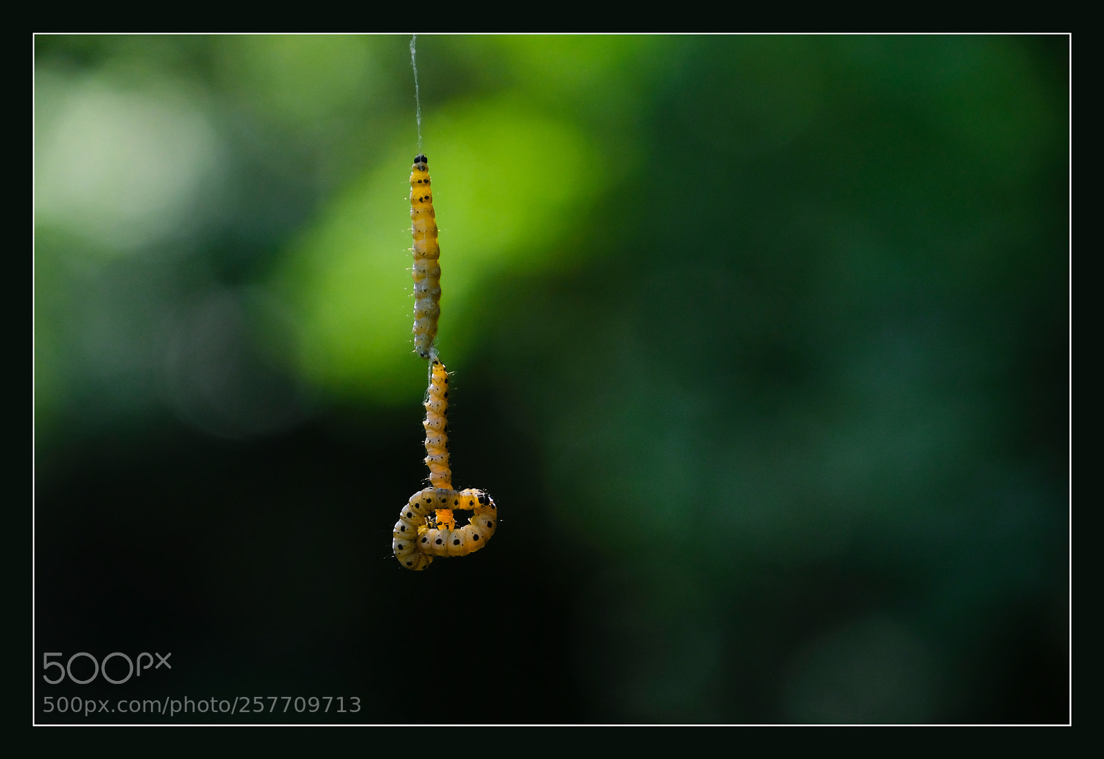 Fujifilm X-T2 sample photo. Knot of caterpillars photography
