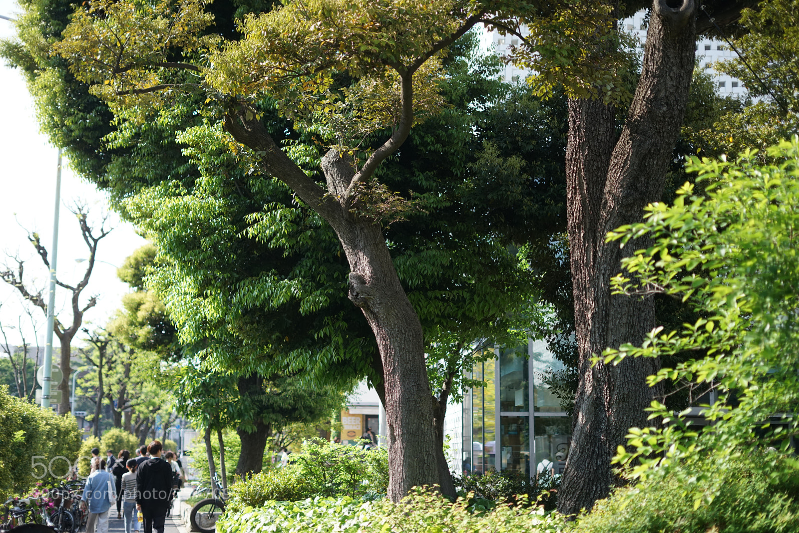 Sony a7R sample photo. Daikanyama green photography
