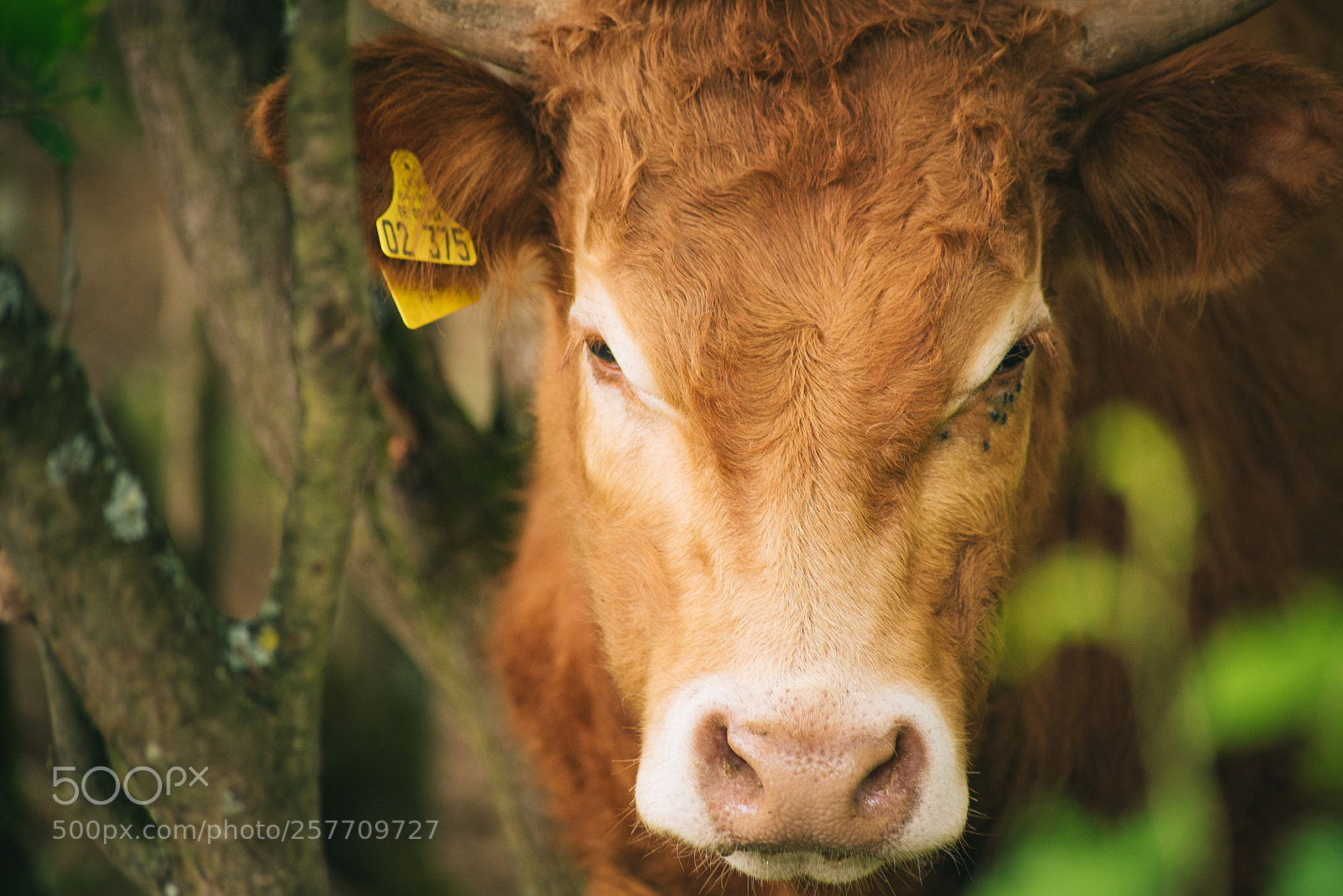 Nikon D750 sample photo. Hidden cow photography
