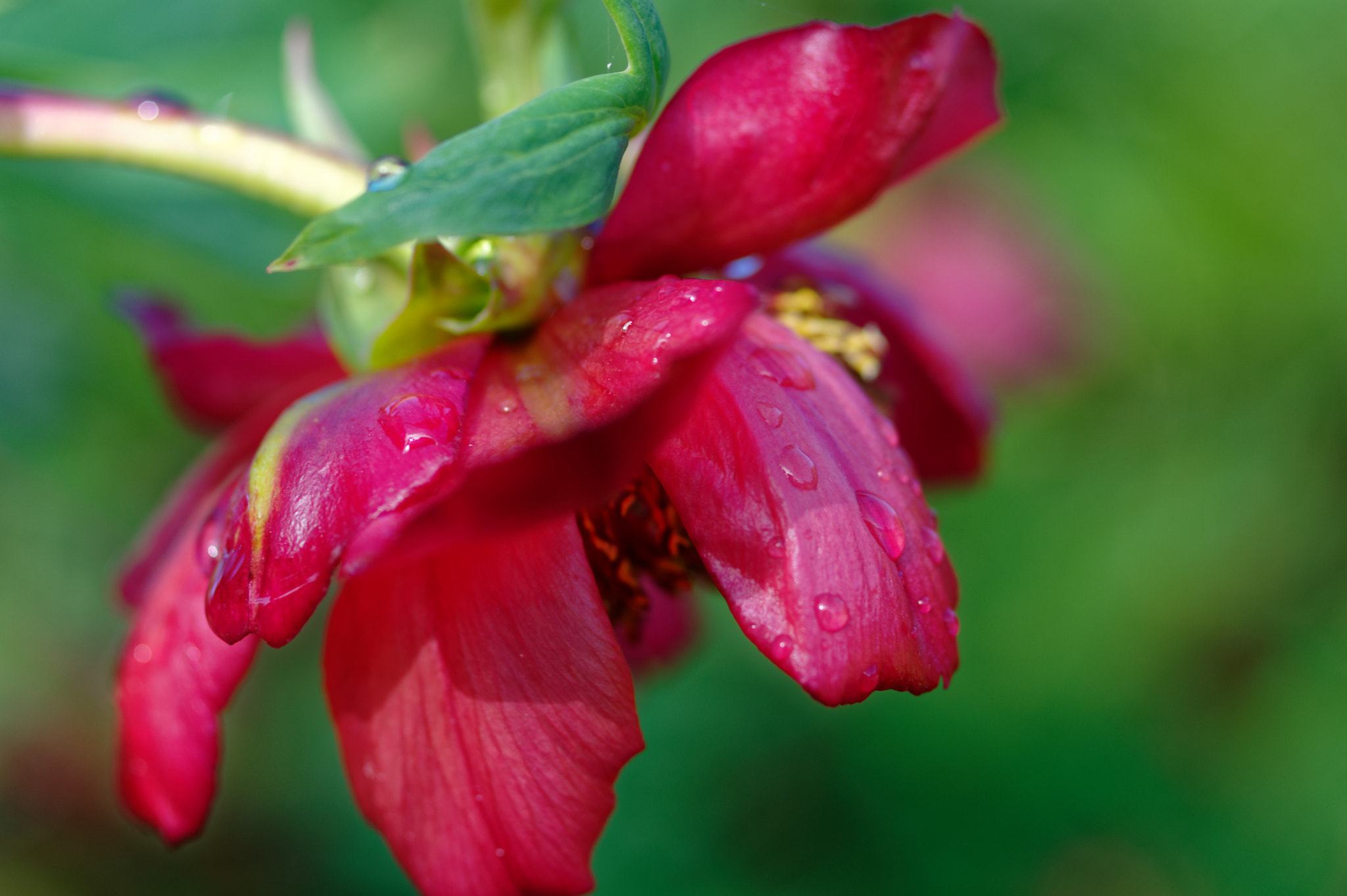 Pentax K-3 II sample photo. Pentax k3 11 50mm macro . tree peaonea,red flowers photography