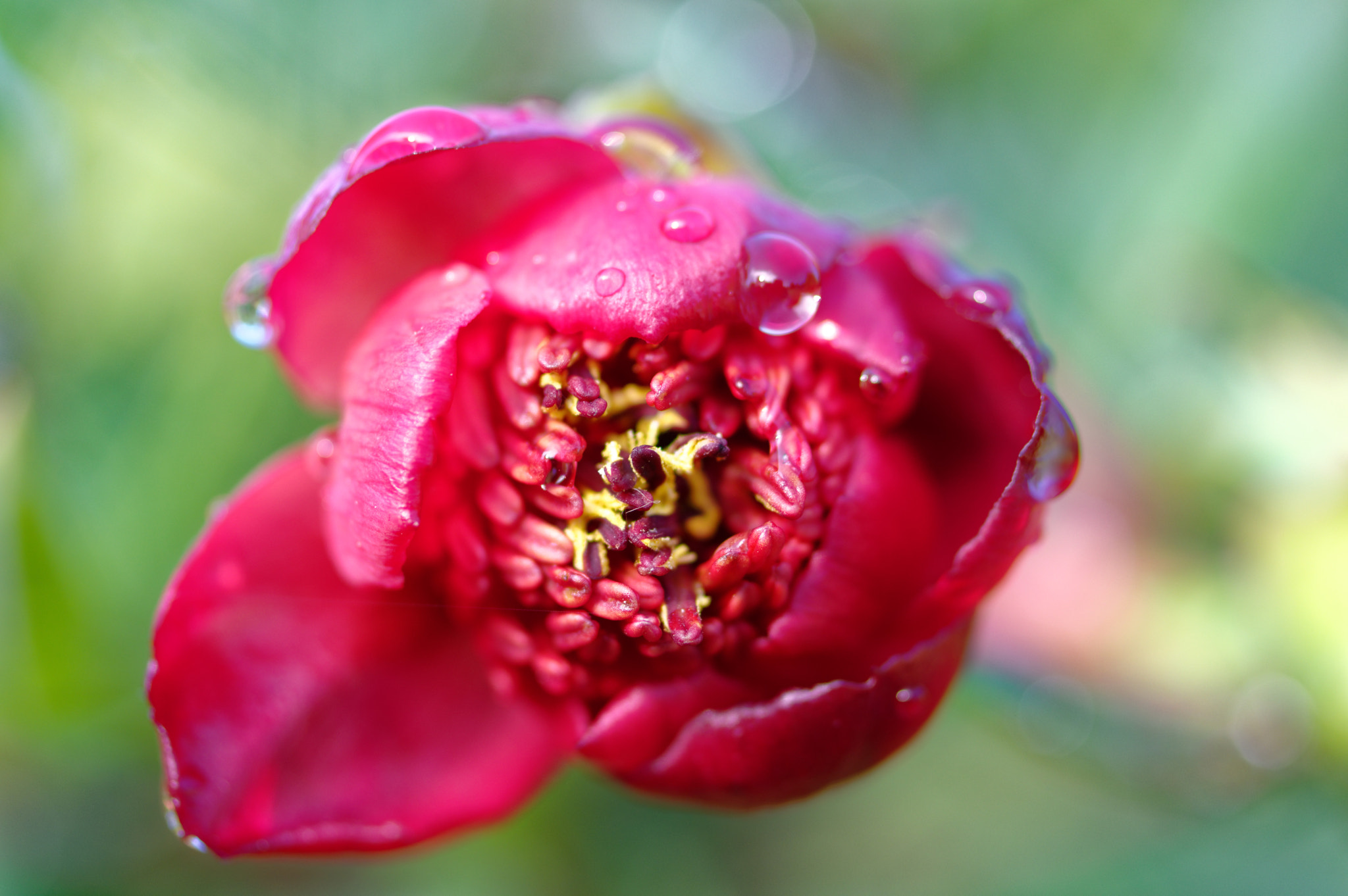 Pentax K-3 II + Pentax smc D-FA 50mm F2.8 Macro sample photo. Pentax k3 11 50mm macro . tree peaonea,red flowers photography