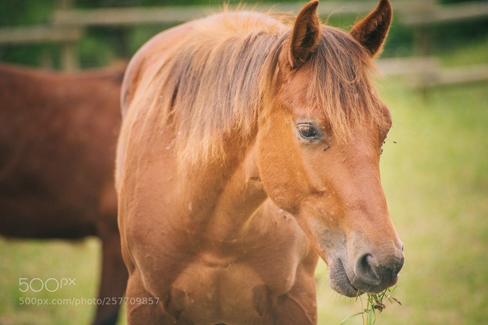 Nikon D750 sample photo. Young boy photography