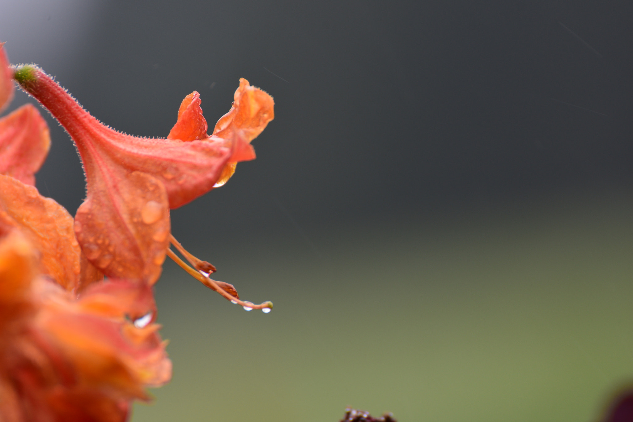 Nikon D7200 sample photo. Flower photography