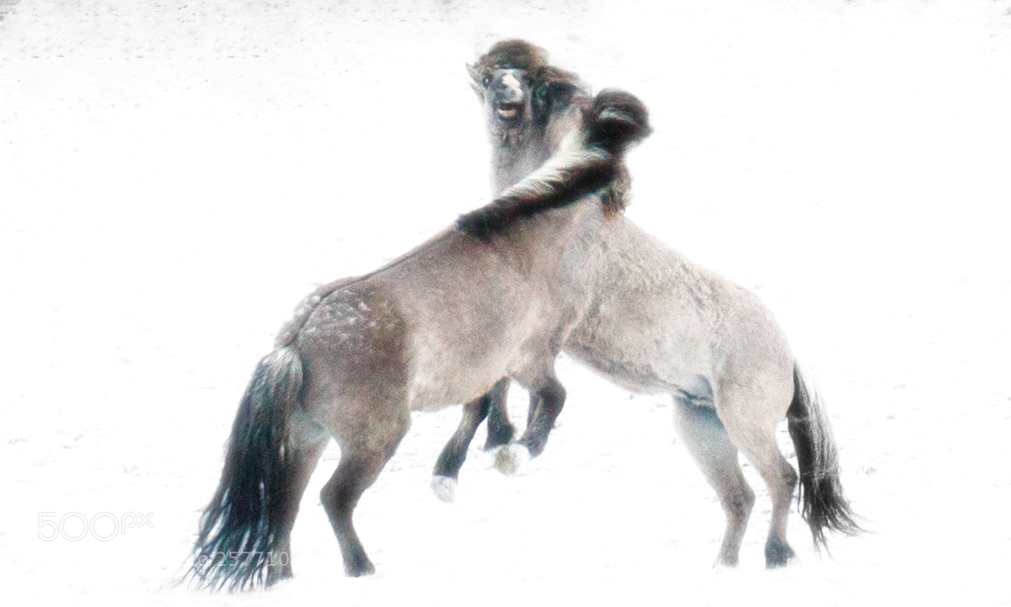 Canon EOS 5DS sample photo. Horses fighting photography