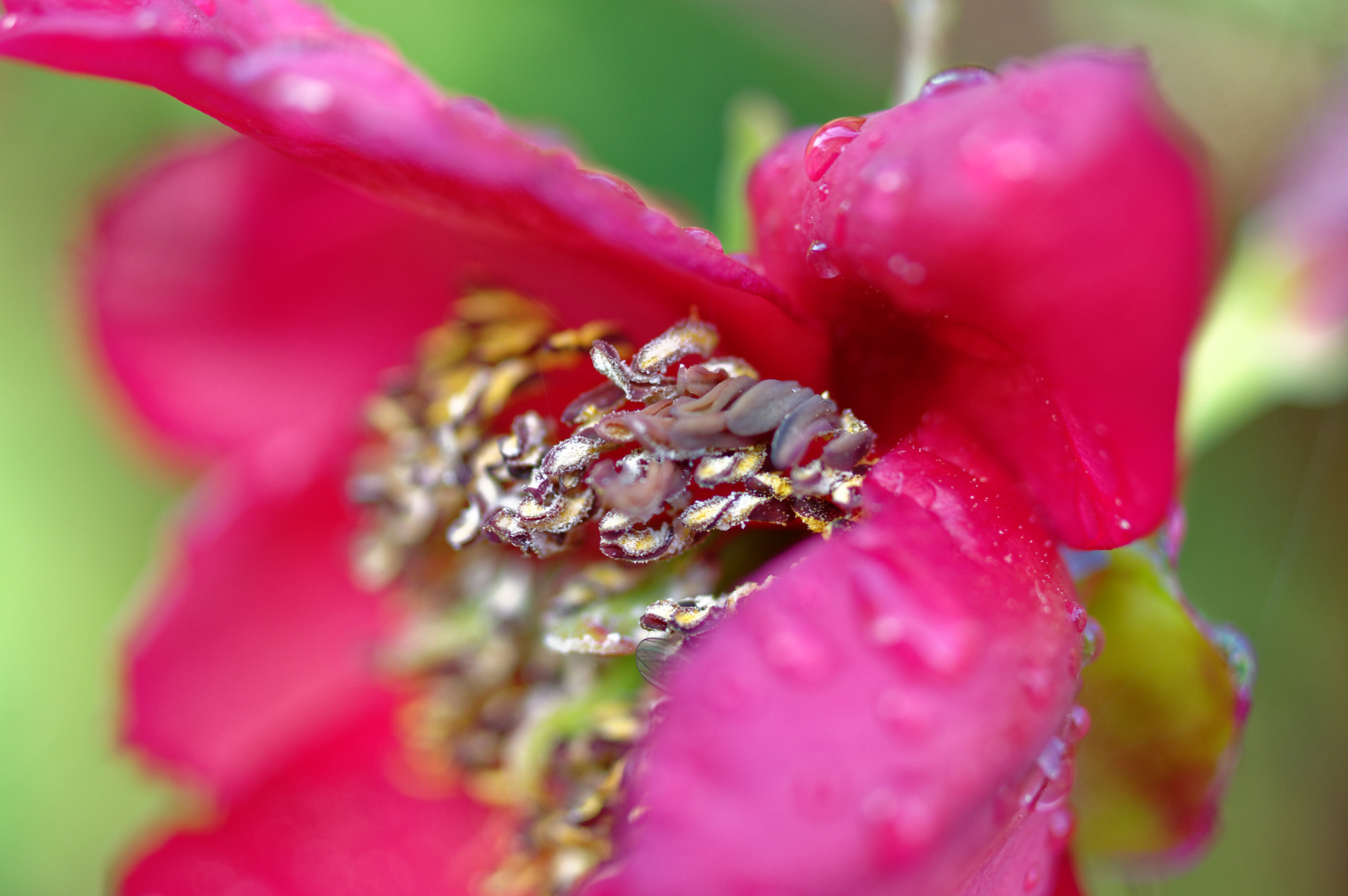 Pentax K-3 II sample photo. Pentax k3 11 50mm macro . tree peaonea,red flowers photography