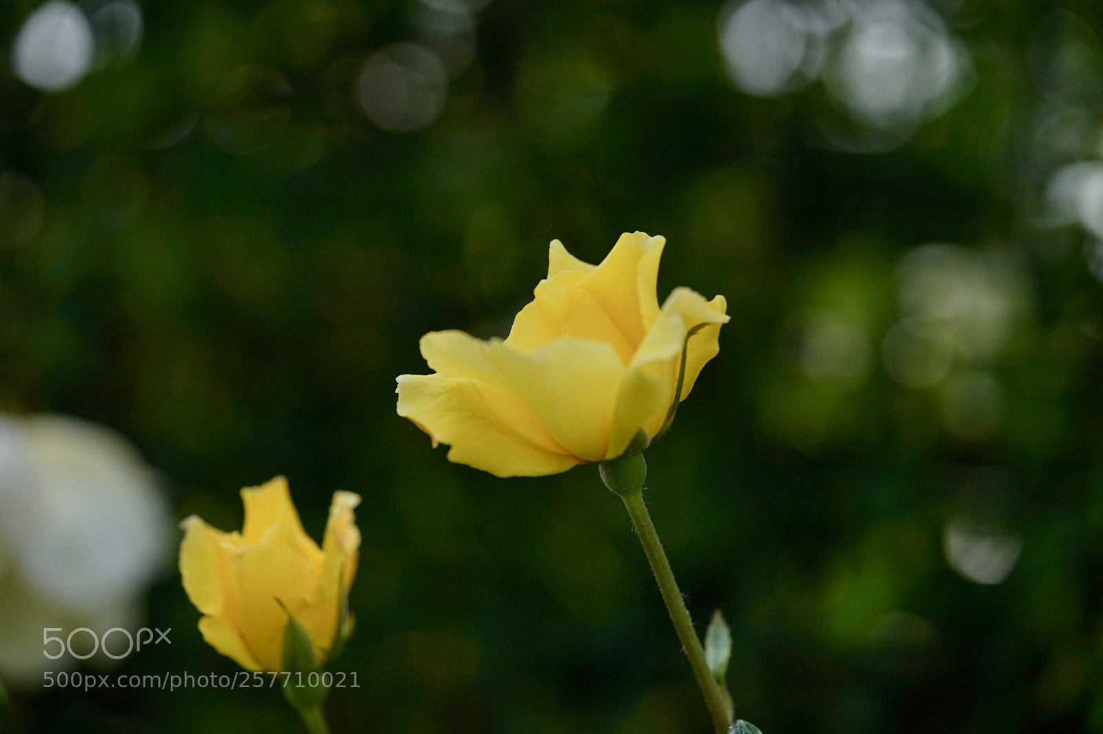Sony a7 II sample photo. 月季之光 photography