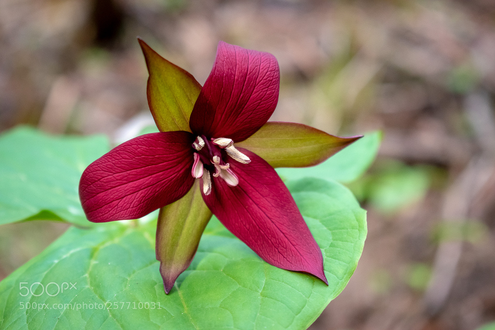 Nikon D5600 sample photo. Trillium photography