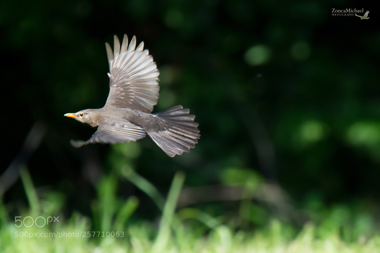 Nikon D7100 sample photo. Turdus merula (merlo)
femmina photography