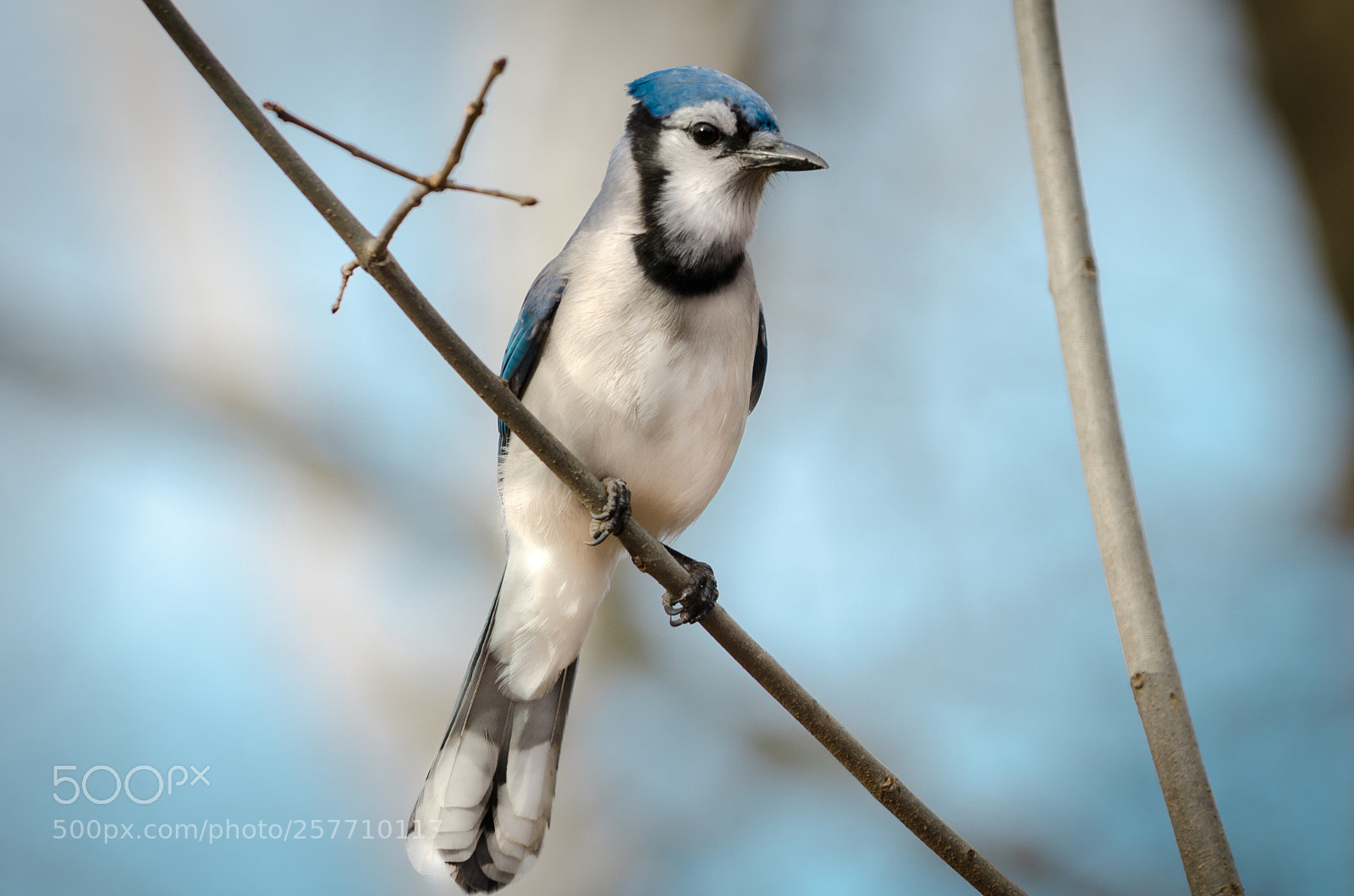 Nikon D7000 sample photo. Cs_bluejay photography