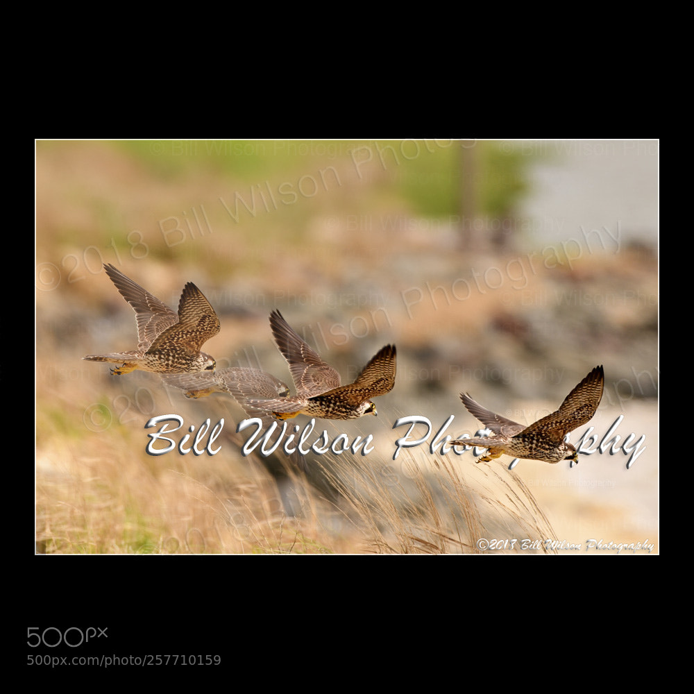 Nikon D500 sample photo. Peregrine flight composite photography