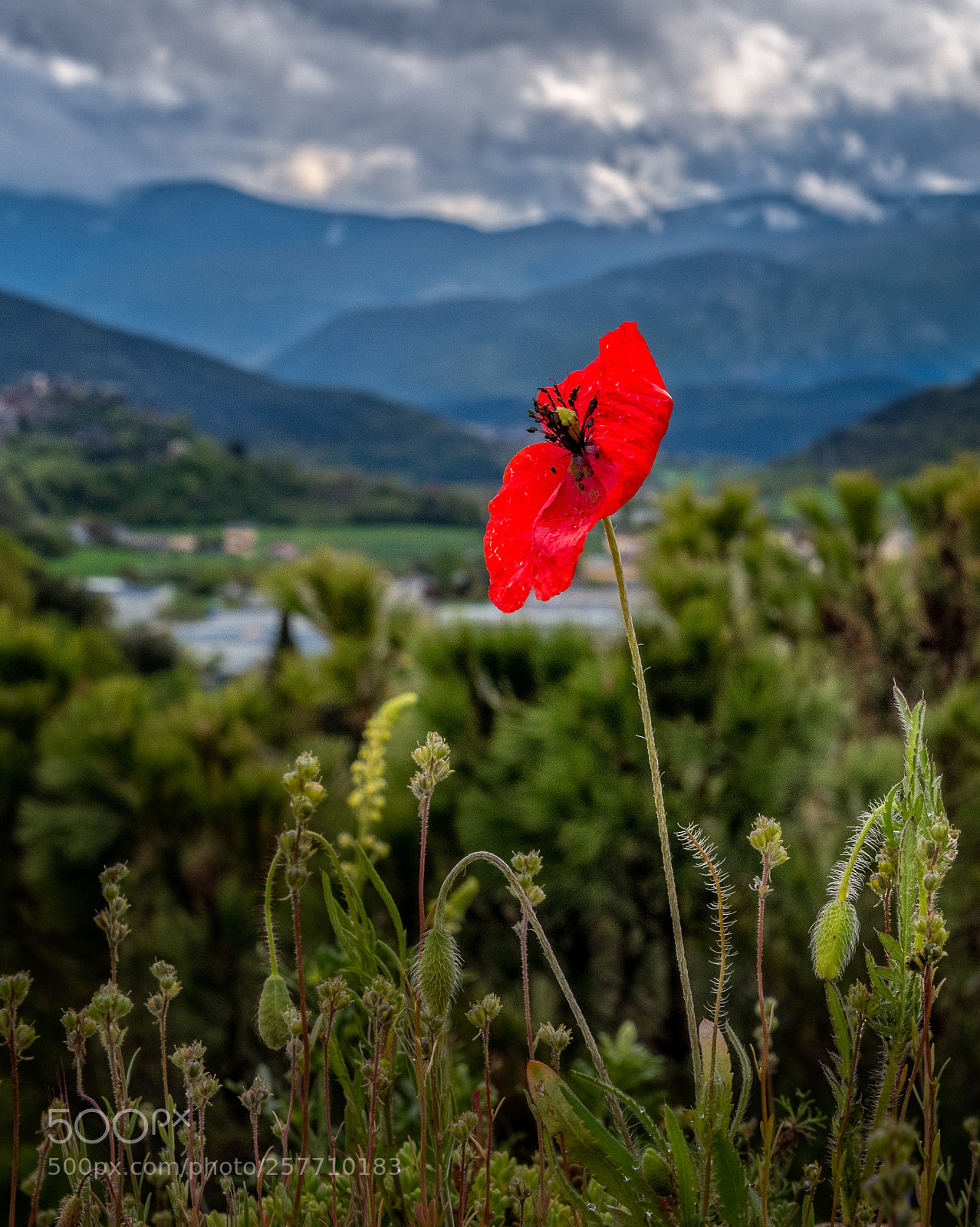 Nikon D850 sample photo. Spring in the  pyrenees photography