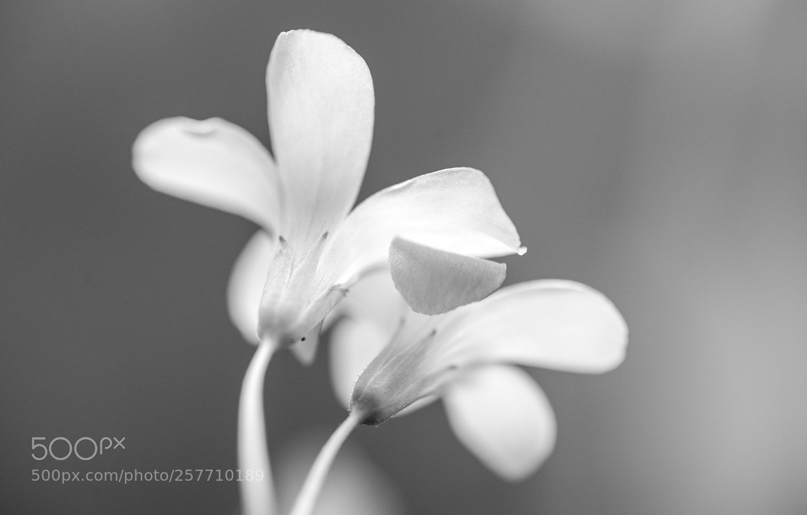 Nikon D600 sample photo. Petals 2 b&w photography