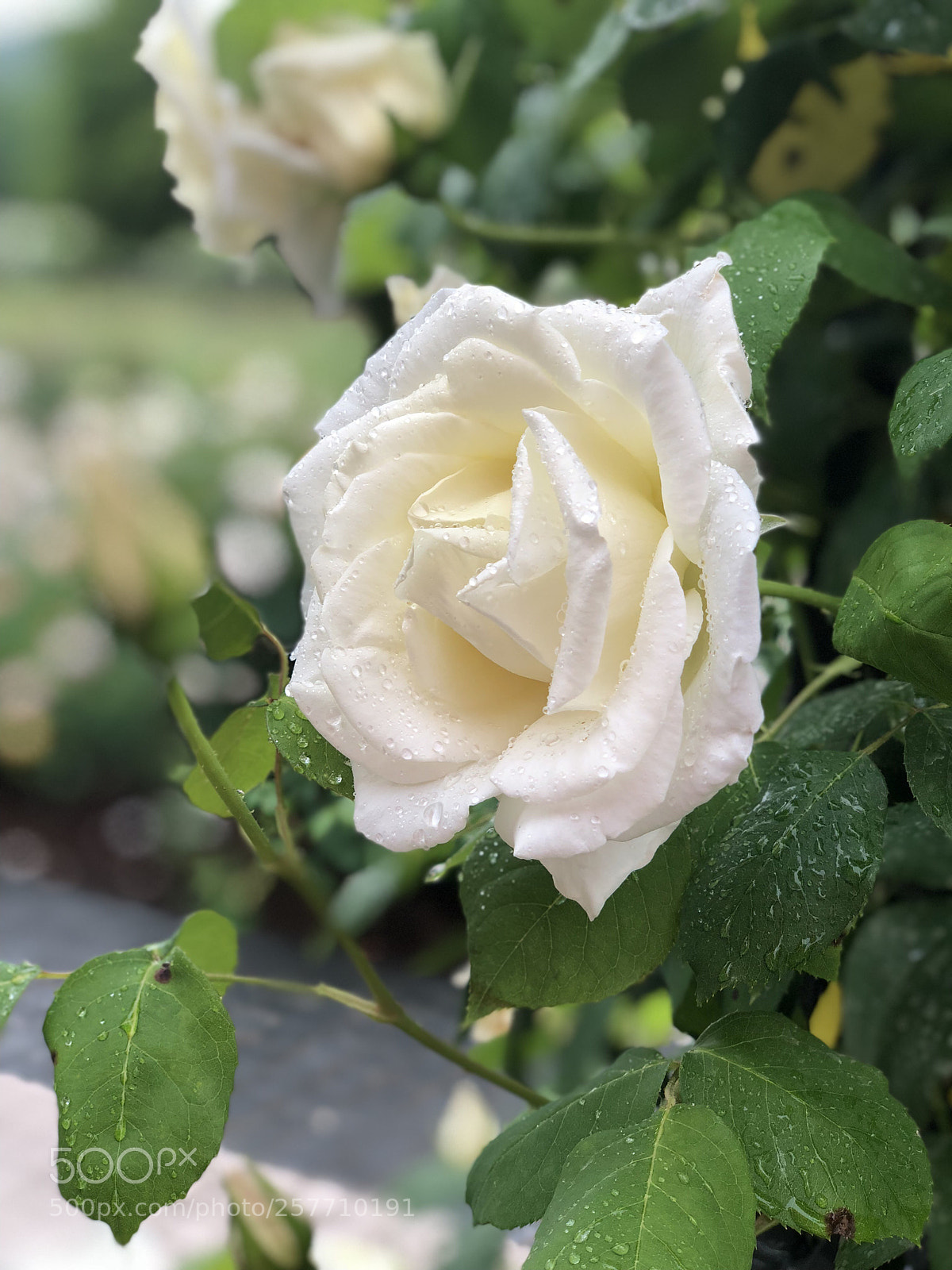 Apple iPhone X sample photo. White rose photography