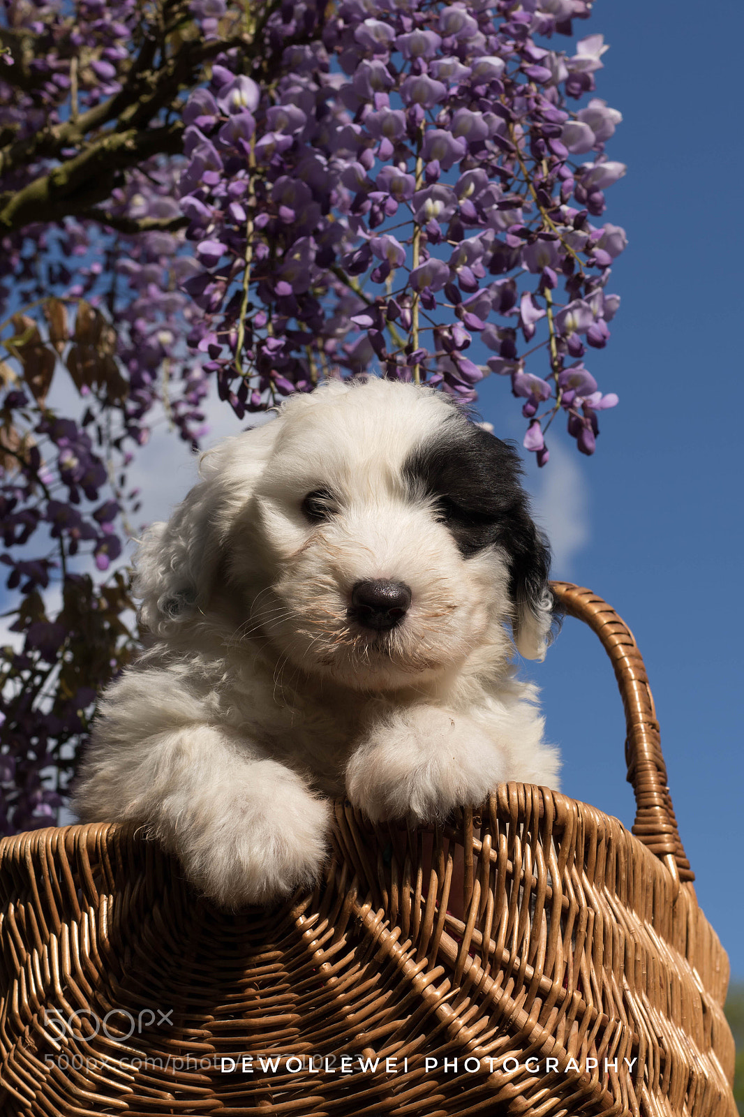 Canon EOS 7D Mark II sample photo. A basket full of photography