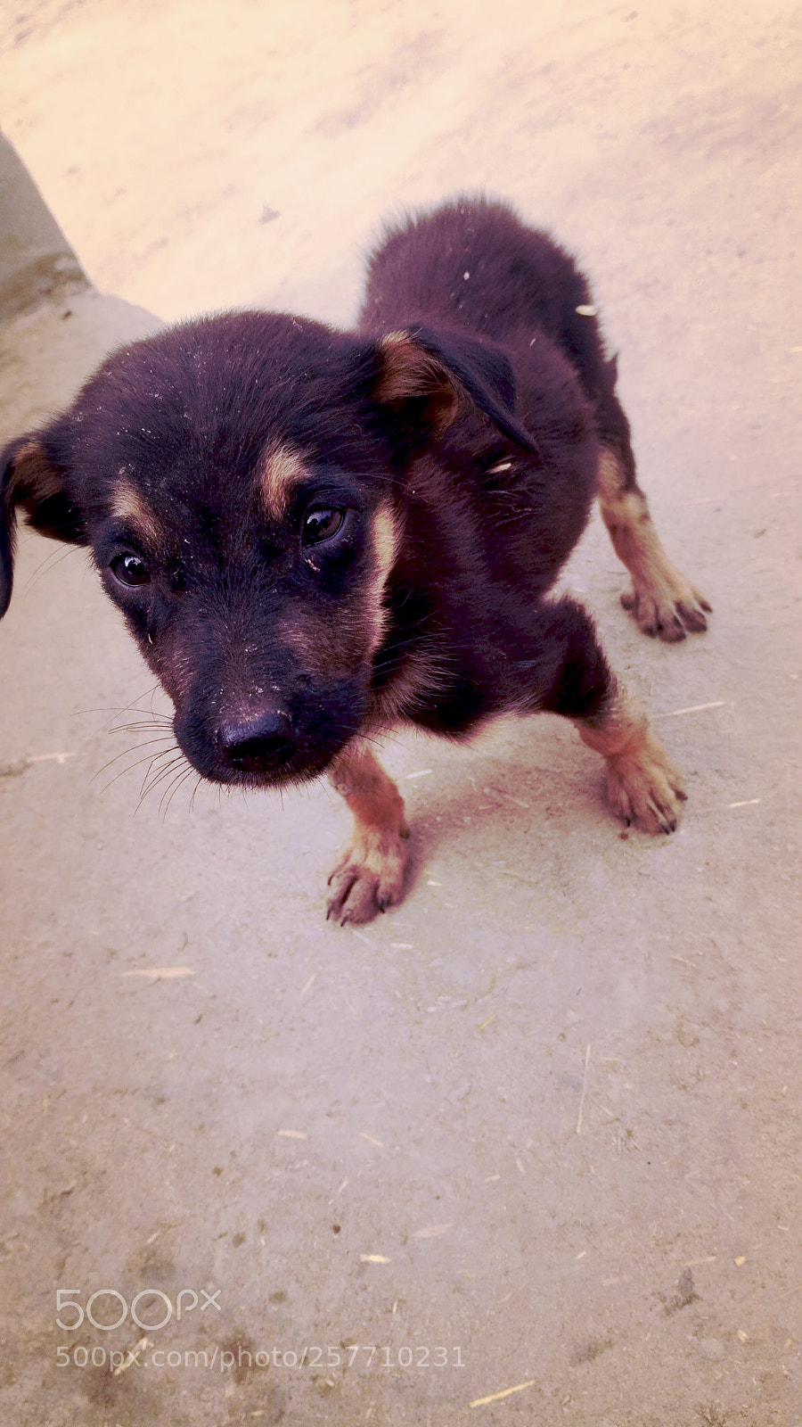Xiaomi Redmi 3S sample photo. Cute dog photography