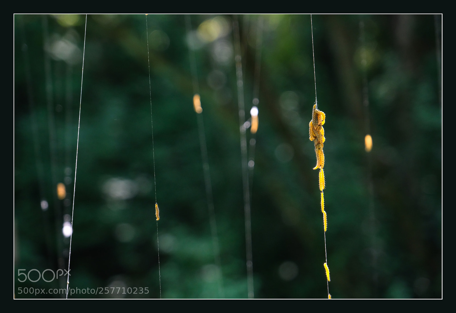 Fujifilm X-T2 sample photo. Wich string would you photography