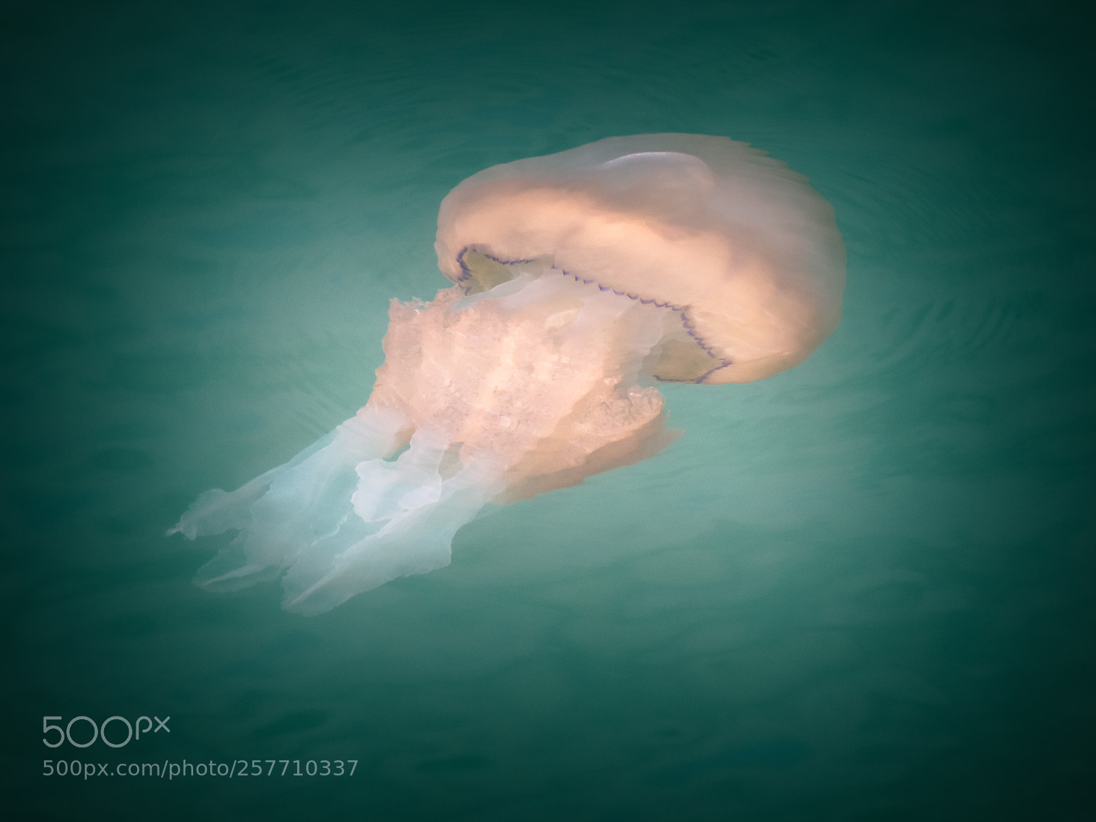 Canon EOS 70D sample photo. Big jellyfish in harbour photography