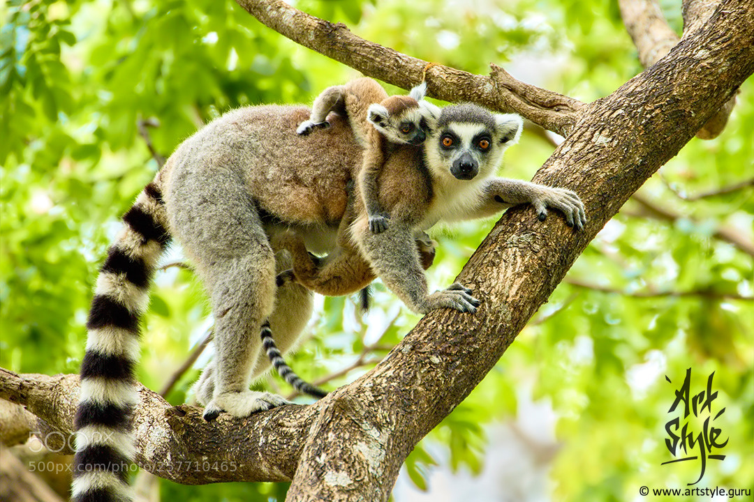 Canon EOS 7D Mark II sample photo. Ring tailed lemur female photography