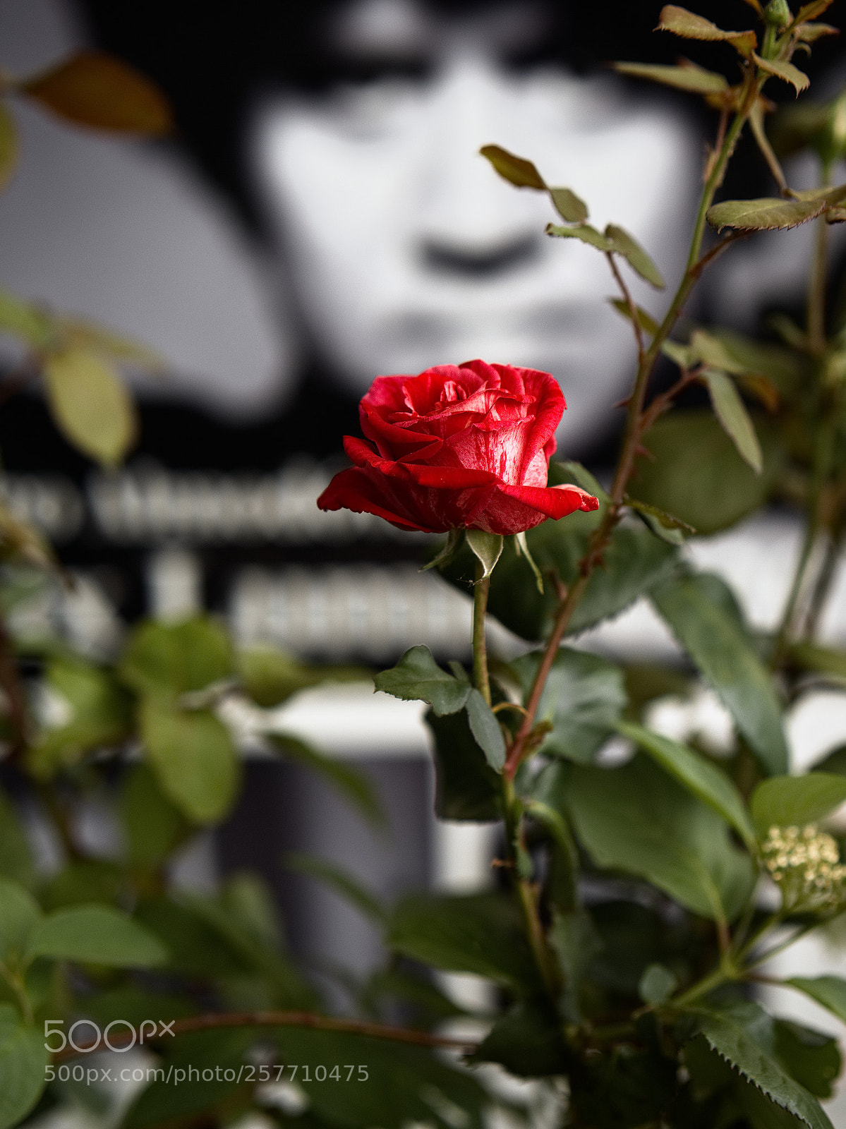 Panasonic Lumix DC-GH5 sample photo. Les yeux de pedro photography