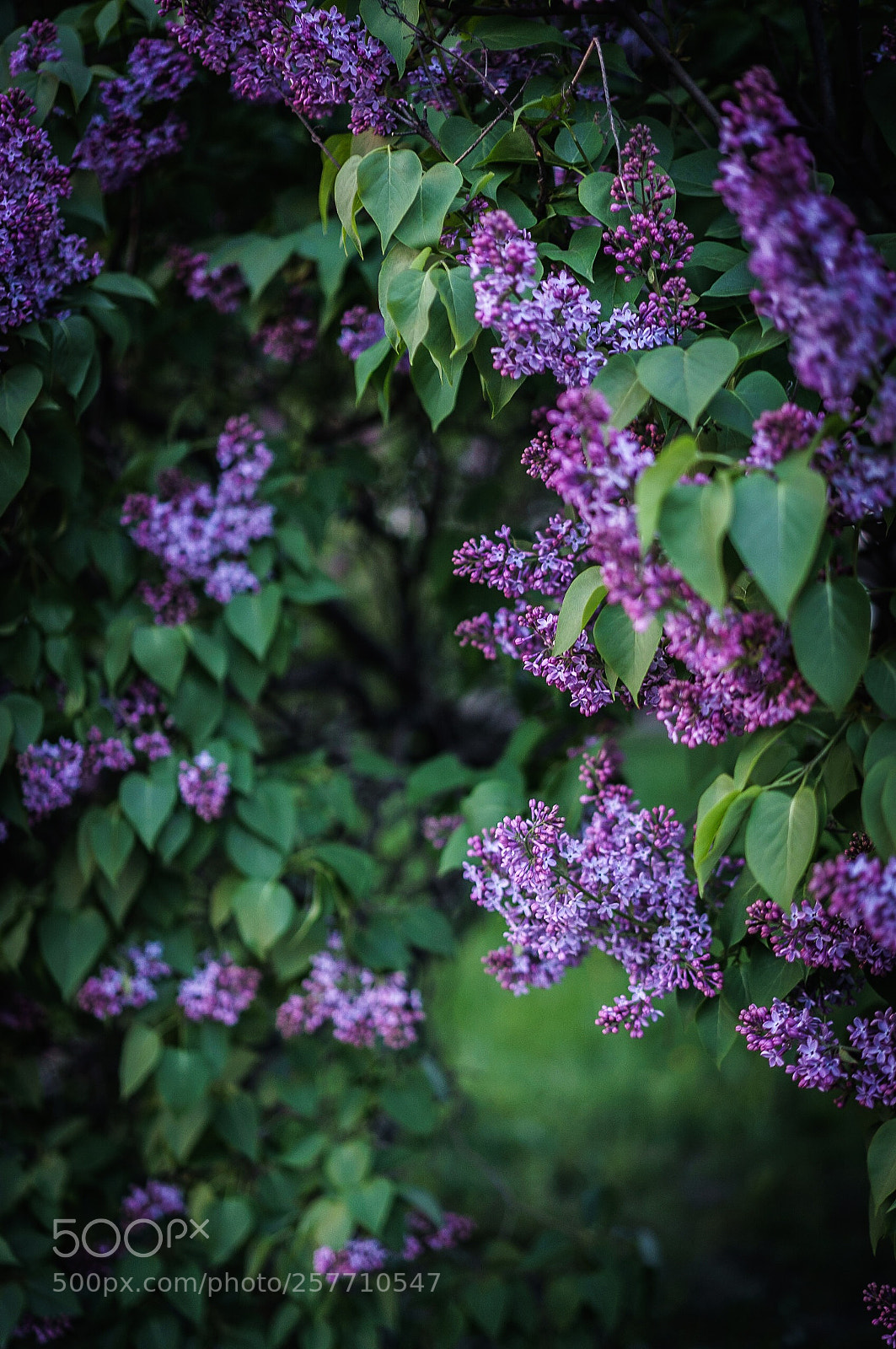 Sony a7 sample photo. Untitled photography