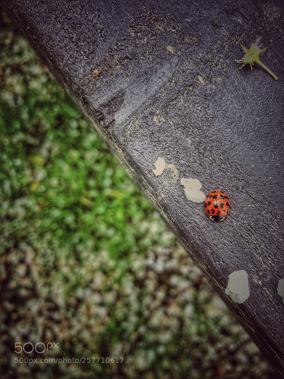 Apple iPhone 8 sample photo. Untitled photography