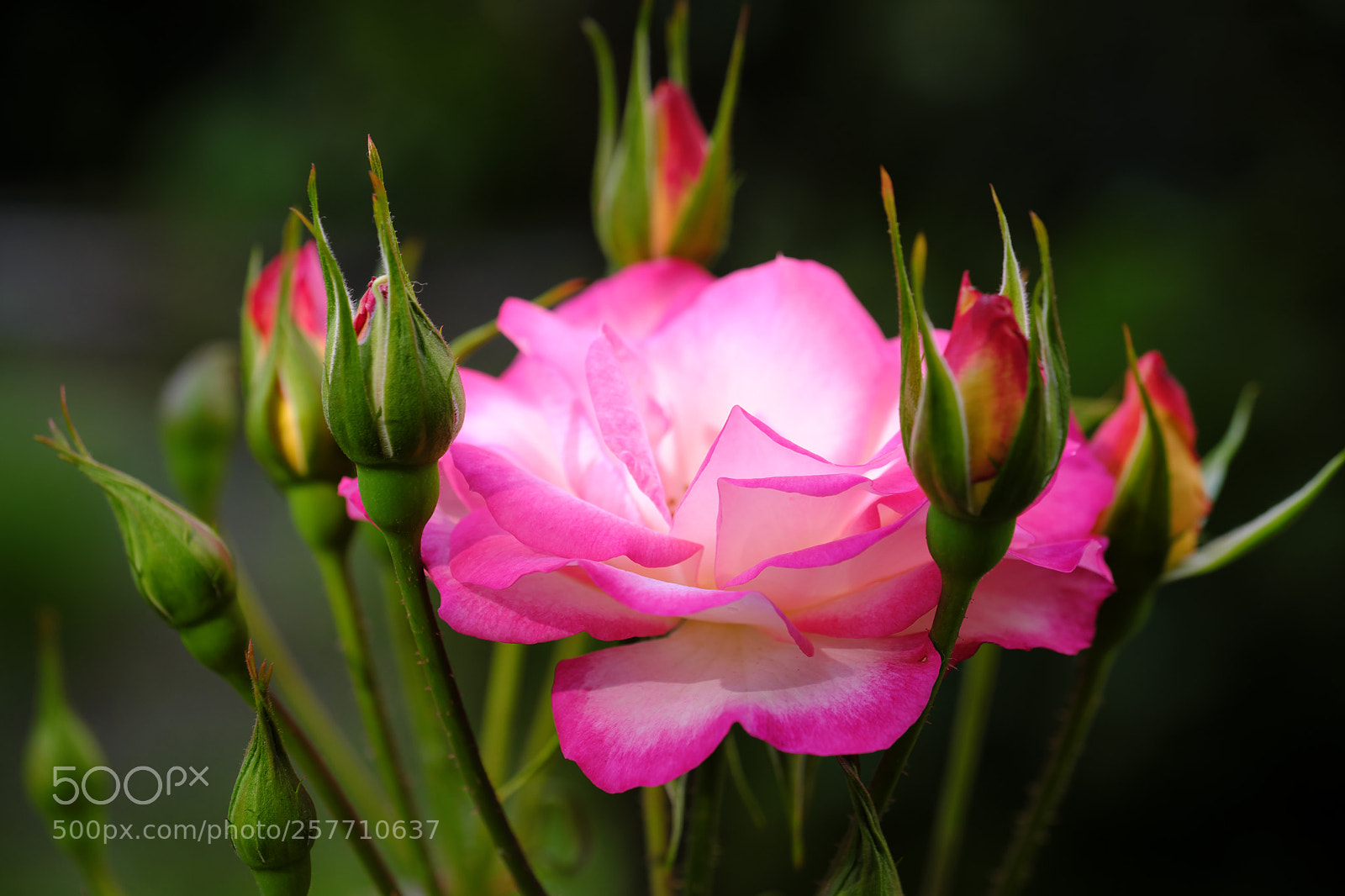 Fujifilm X-T2 sample photo. Surrounded rose photography
