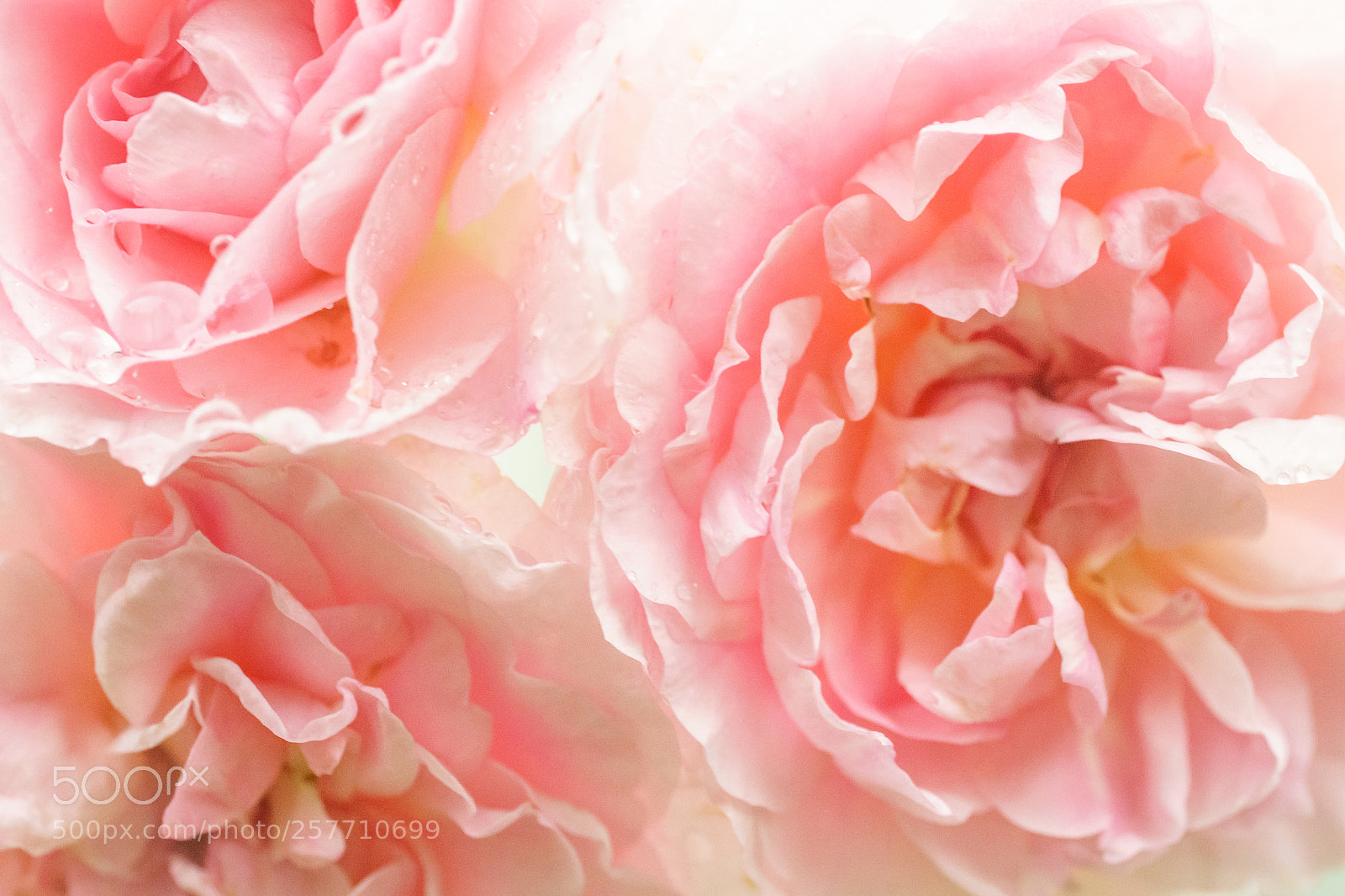 Sony a7 II sample photo. 'happy mother's day' photography