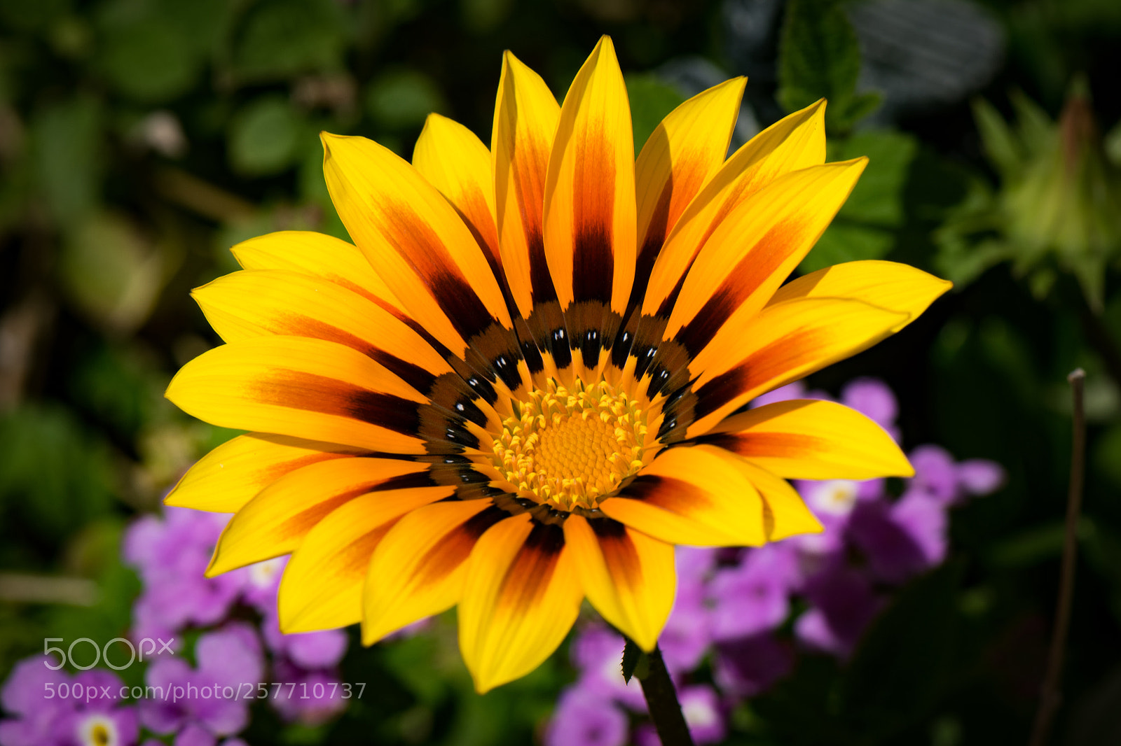 Nikon D810 sample photo. In all it's glory photography