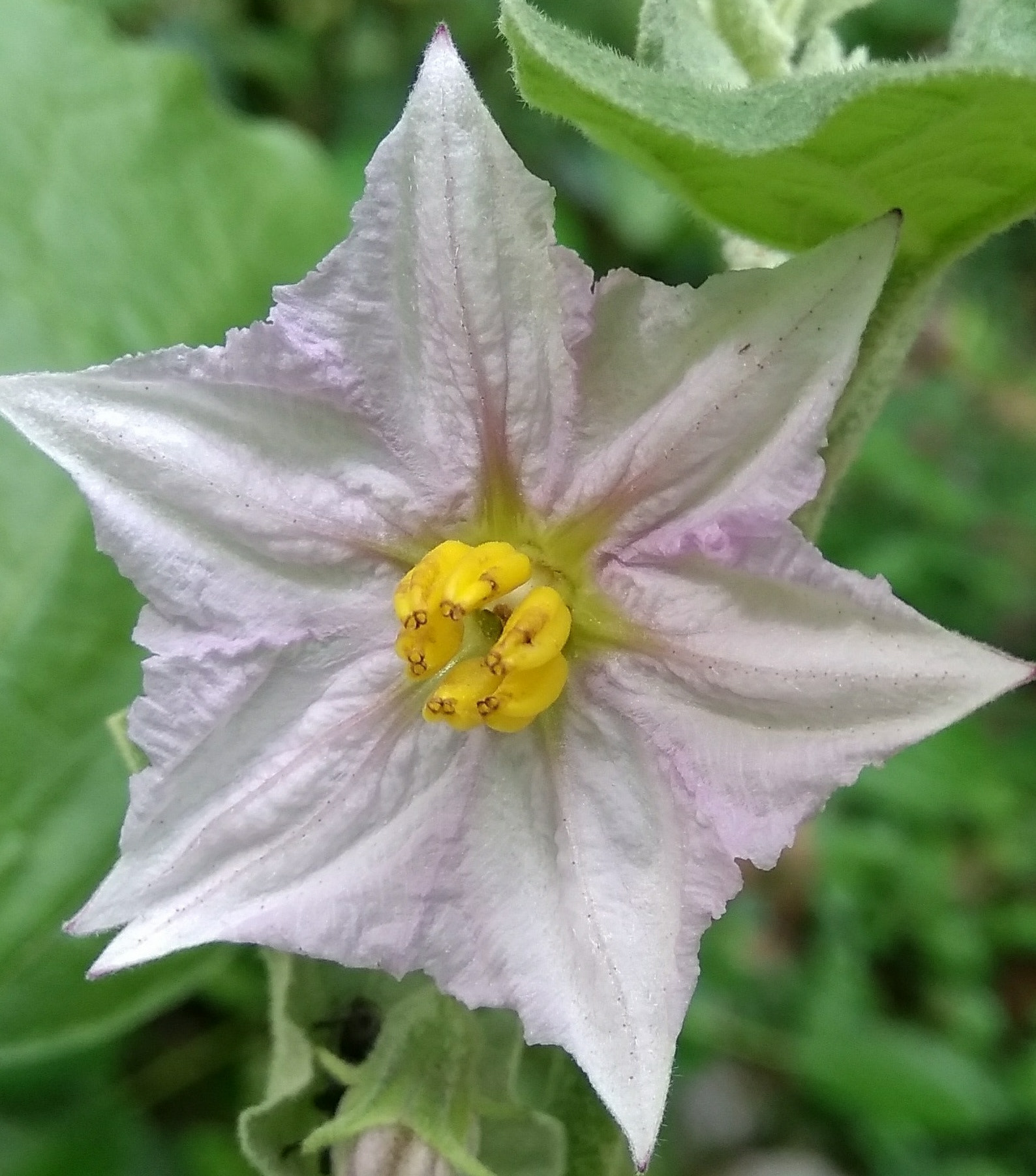 Xiaomi MI MAX sample photo. Solanum melongena flower photography