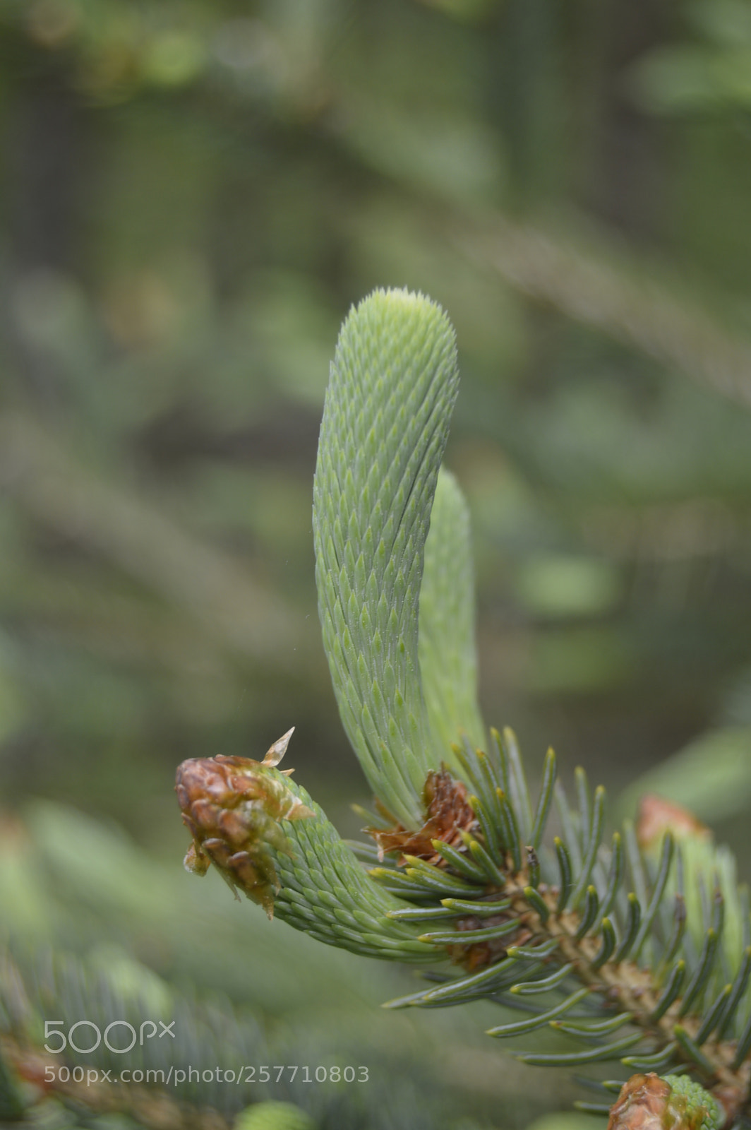 Nikon D3200 sample photo. Dansk natur photography