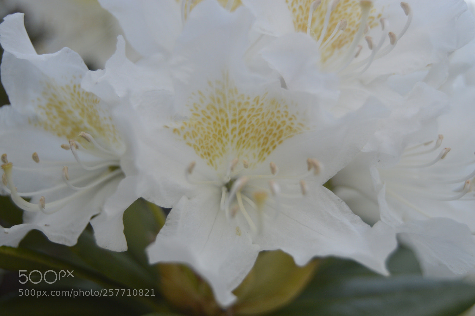 Nikon D3200 sample photo. Dansk natur photography