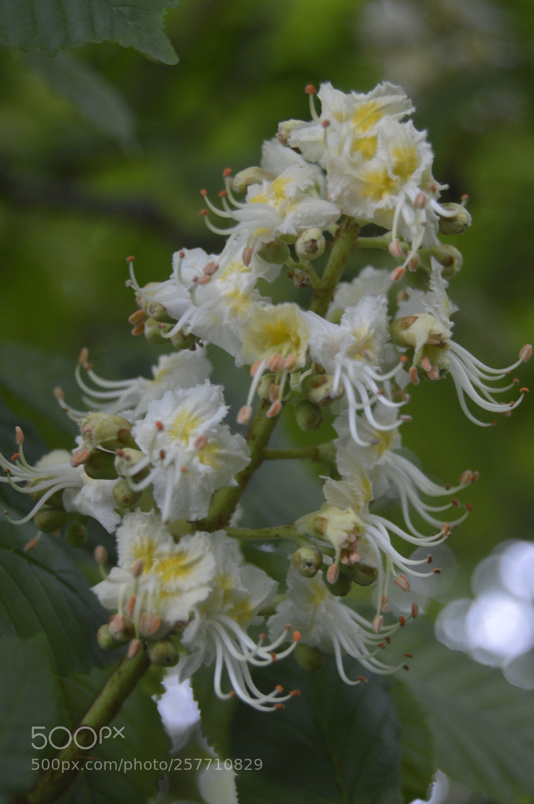 Nikon D3200 sample photo. Dansk natur photography