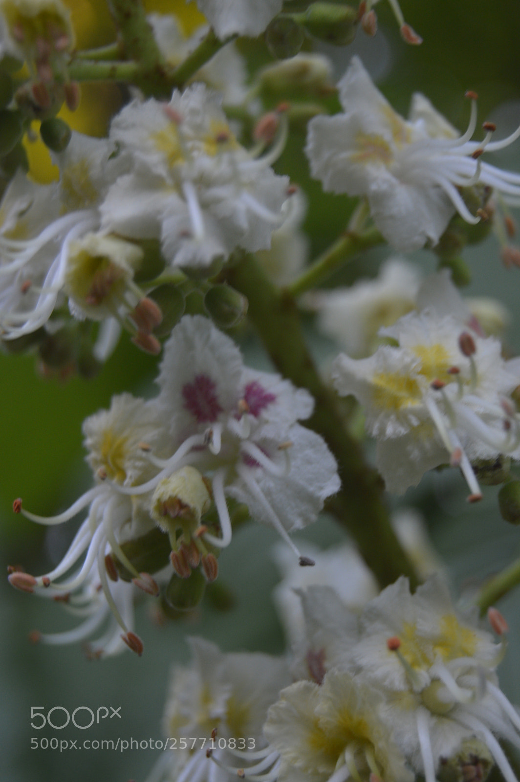 Nikon D3200 sample photo. Dansk natur photography