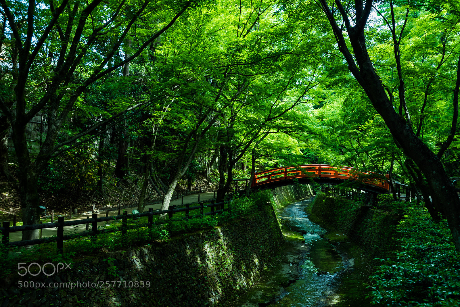 Nikon D750 sample photo. Kitano-tenmagu momiji photography