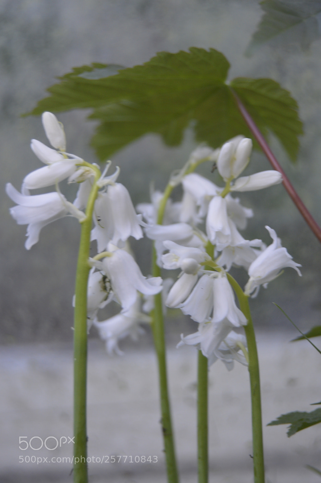 Nikon D3200 sample photo. Dansk natur photography
