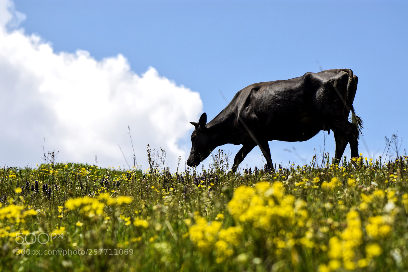 Nikon D7200 sample photo. Grazing photography